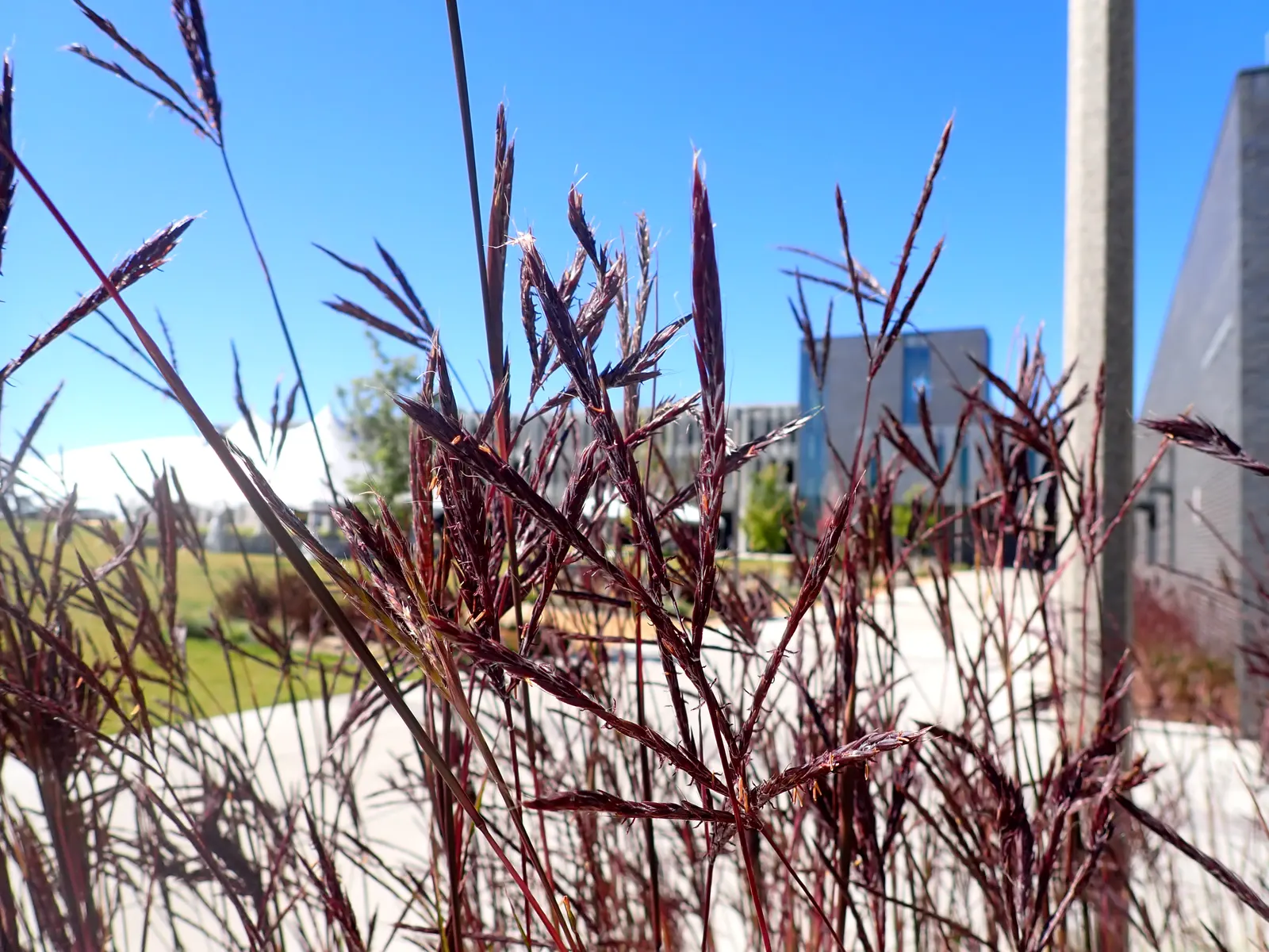Big Bluestem (Andropogon Gerardii) — it typically reaches 4 to 6 feet
