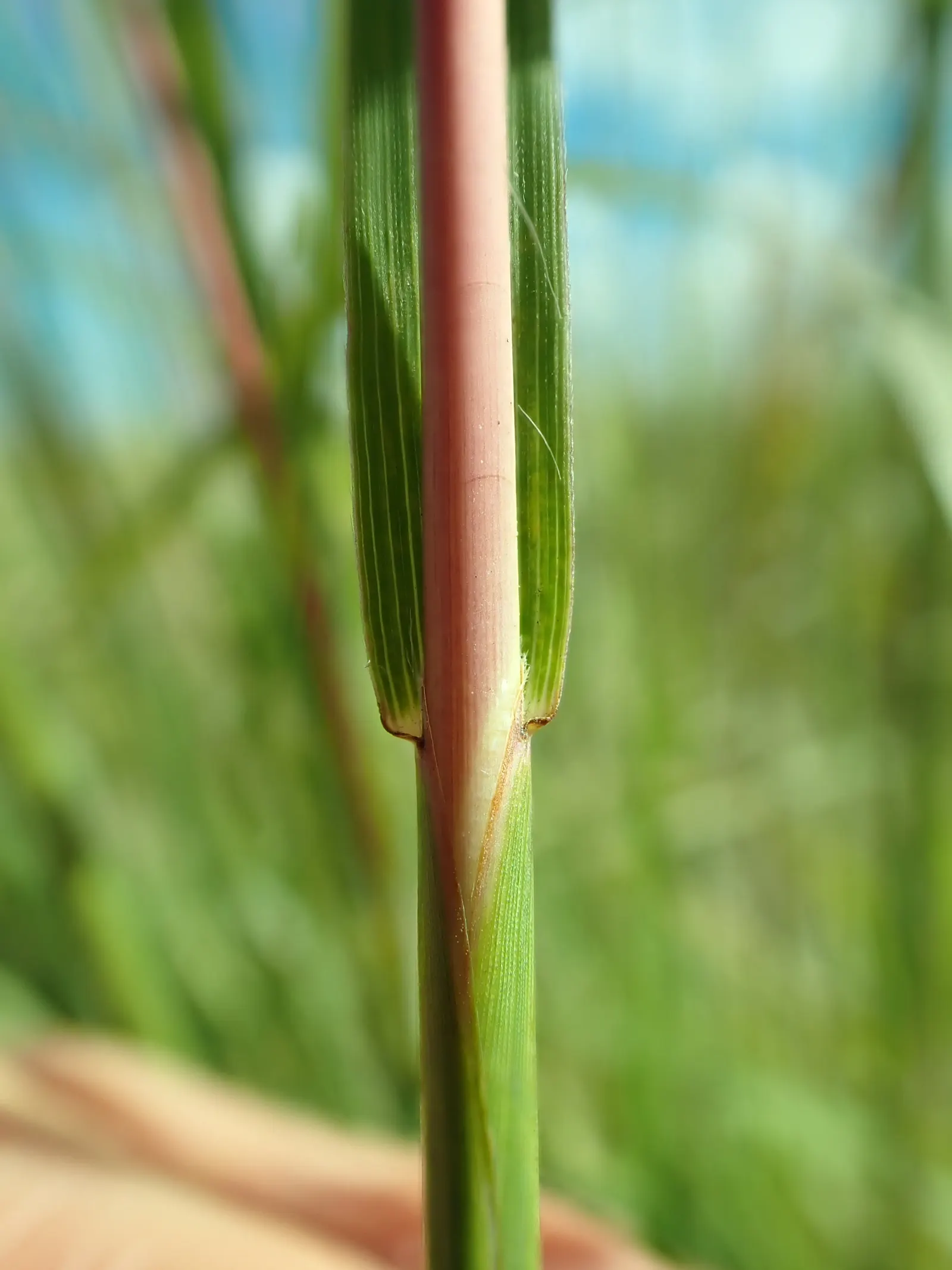 Big Bluestem (Andropogon Gerardii) — Minimal maintenance is needed, though occasional trimming can promote denser growth; though it shows a preference for