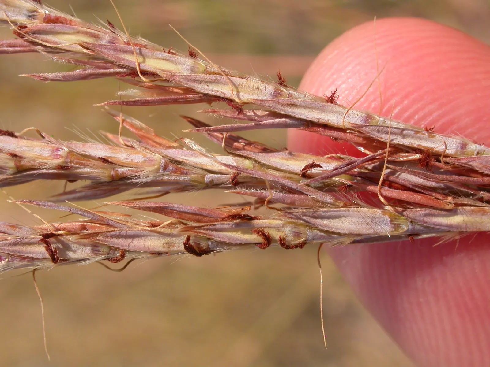Big Bluestem (Andropogon Gerardii) — Big Bluestem (Andropogon gerardii) is a robust, perennial grass reaching 4-6 ft; this hardy species thrives in, image 79
