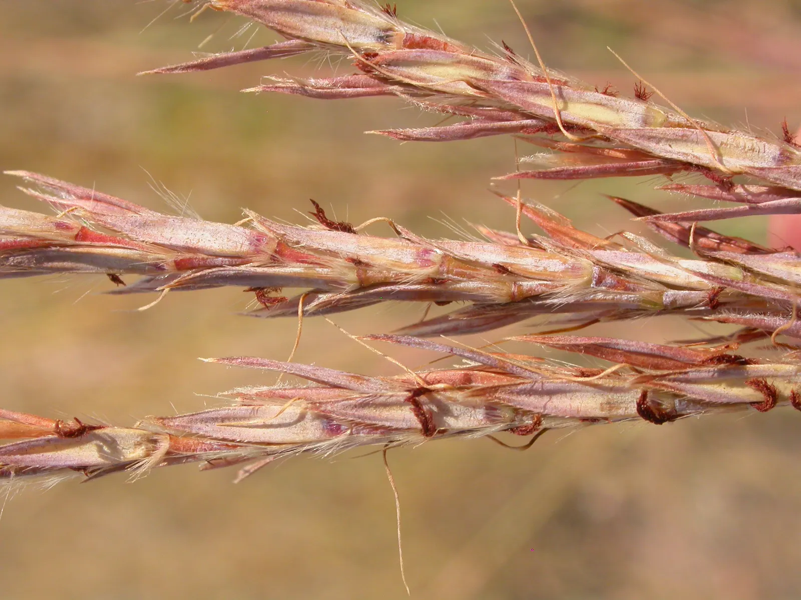 Big Bluestem (Andropogon Gerardii) — grass / perennial for full; moreover, this grass boasts ecological benefits, attracting local wildlife and supporting