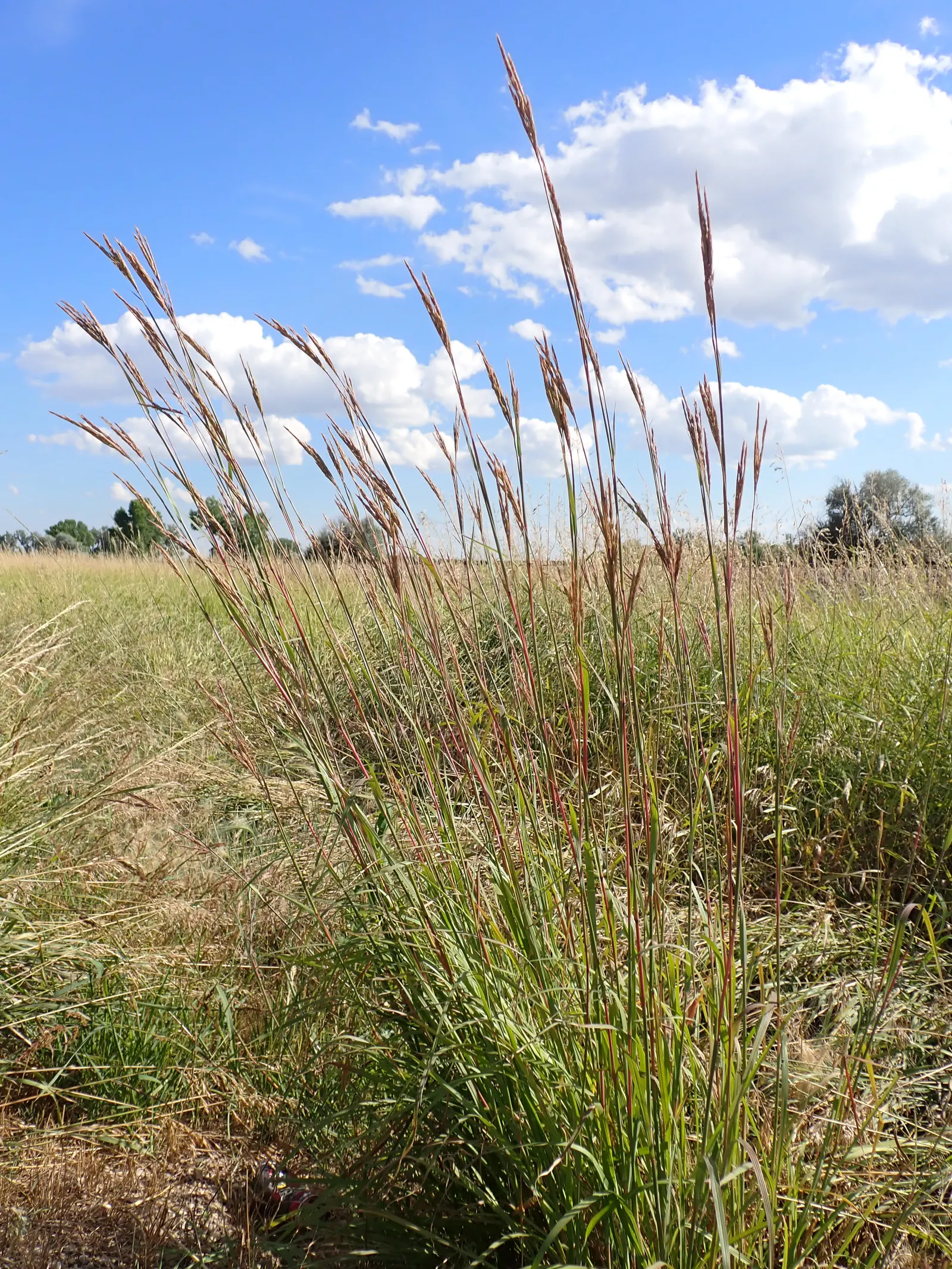 Big Bluestem (Andropogon Gerardii) — emerge in late summer and lend a unique texture and visual interest to the garden; ideal for naturalistic landscapes
