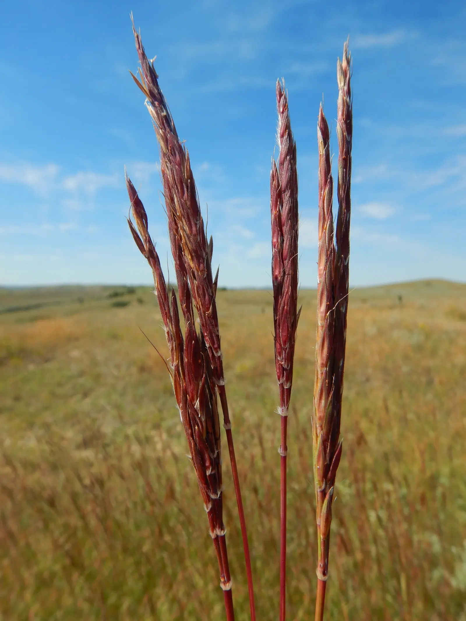 Big Bluestem (Andropogon Gerardii) — Ideal for naturalistic landscapes