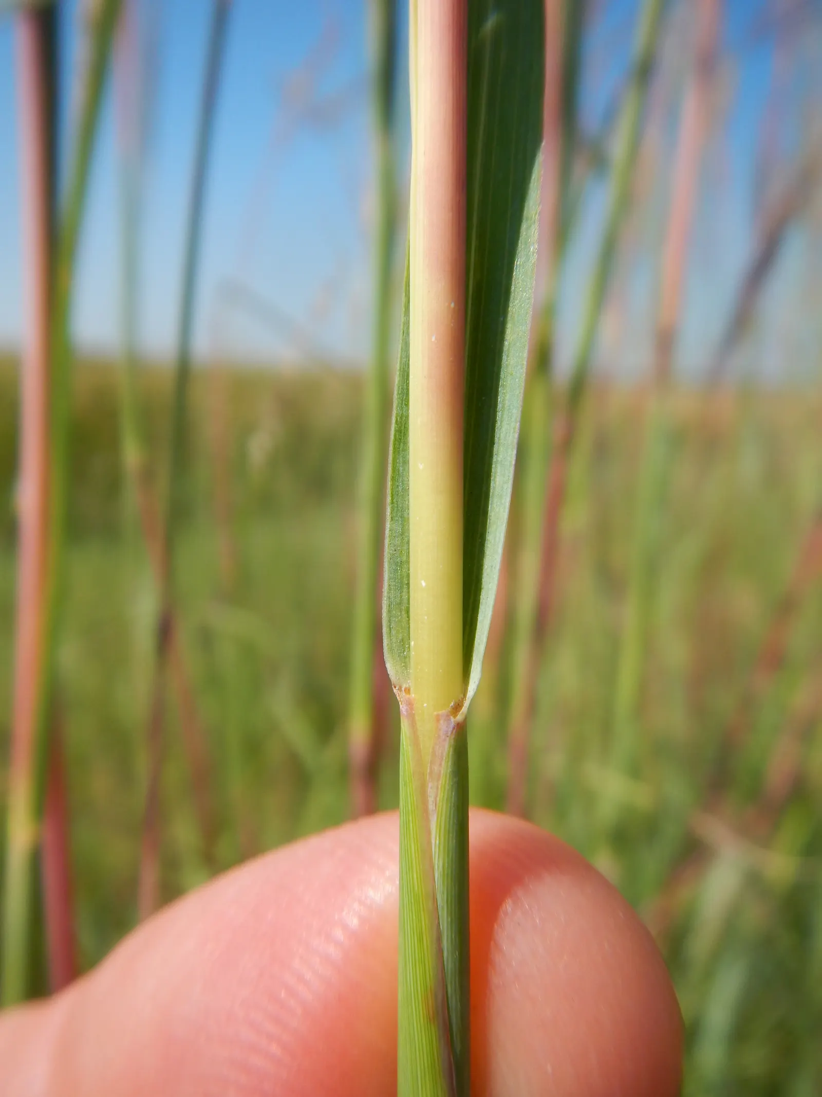 Big Bluestem (Andropogon Gerardii) — Minimal maintenance is needed, though occasional trimming can promote denser growth; though it shows a, image 74