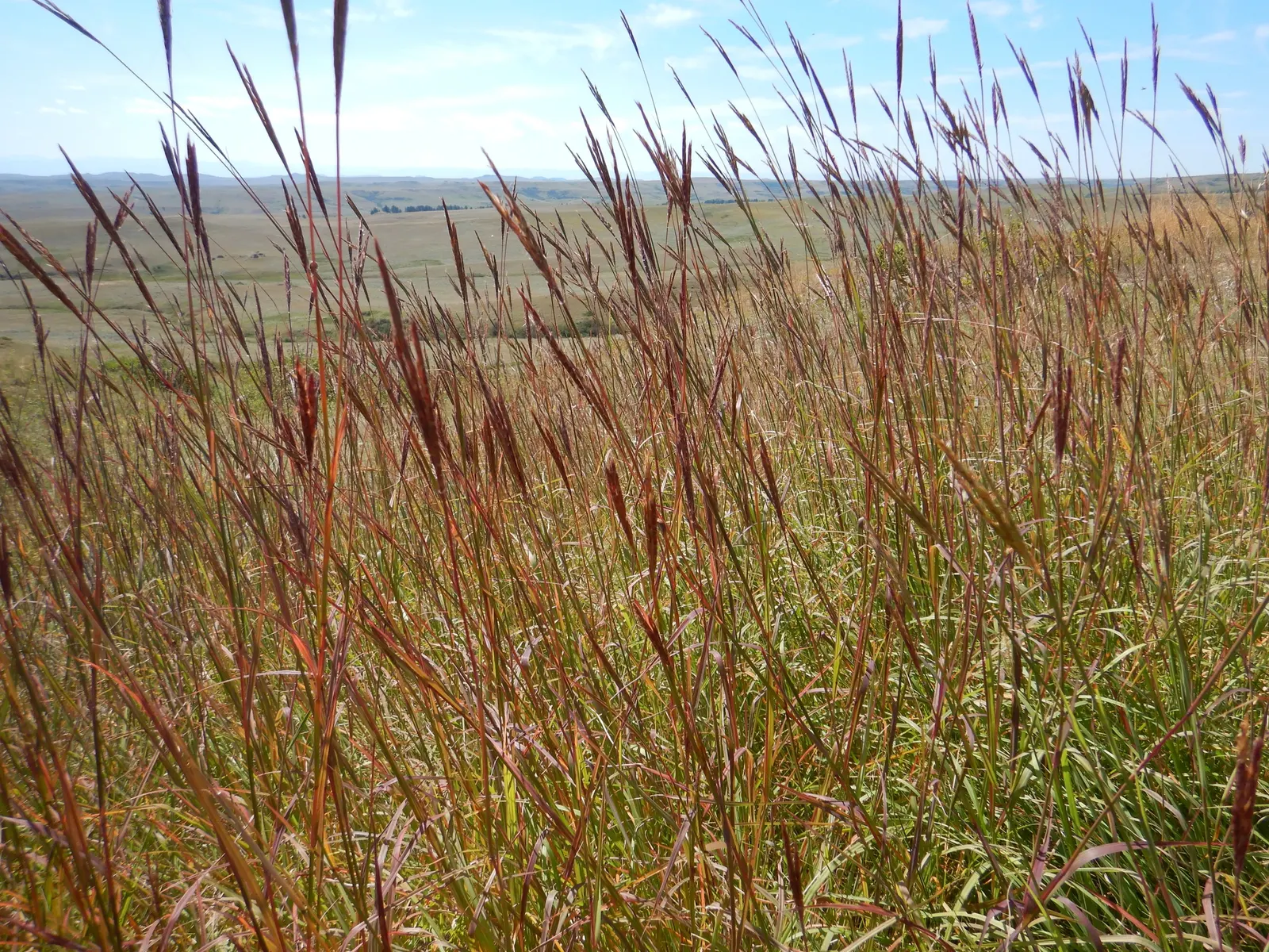 Big Bluestem (Andropogon Gerardii) — A quintessential North American prairie plant; with exceptional specimens soaring up to 8 feet when conditions are
