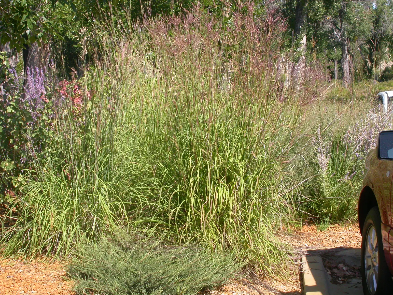 Big Bluestem (Andropogon Gerardii) — Ideal for naturalistic landscapes; it offers excellent erosion control and is a magnificent accent in mixed, image 83