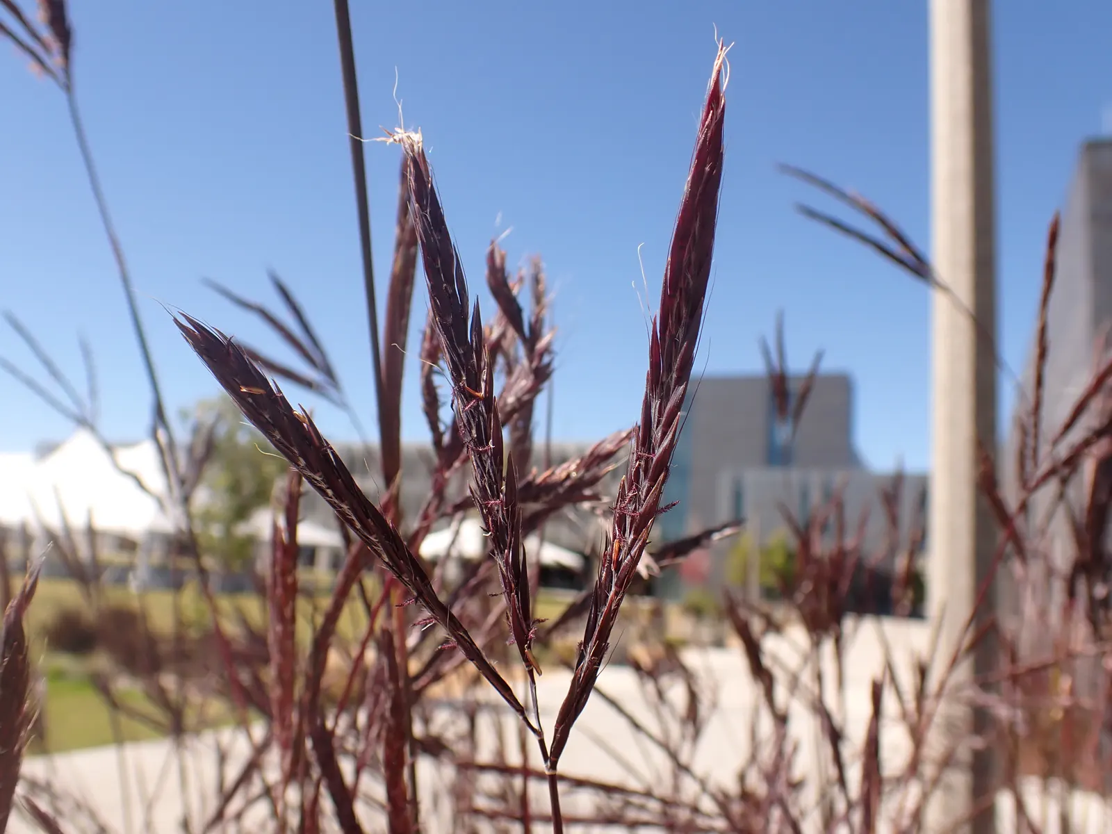 Big Bluestem (Andropogon Gerardii) — grass / perennial with green and red blooms; emerge in late summer and lend a unique texture and visual, image 77