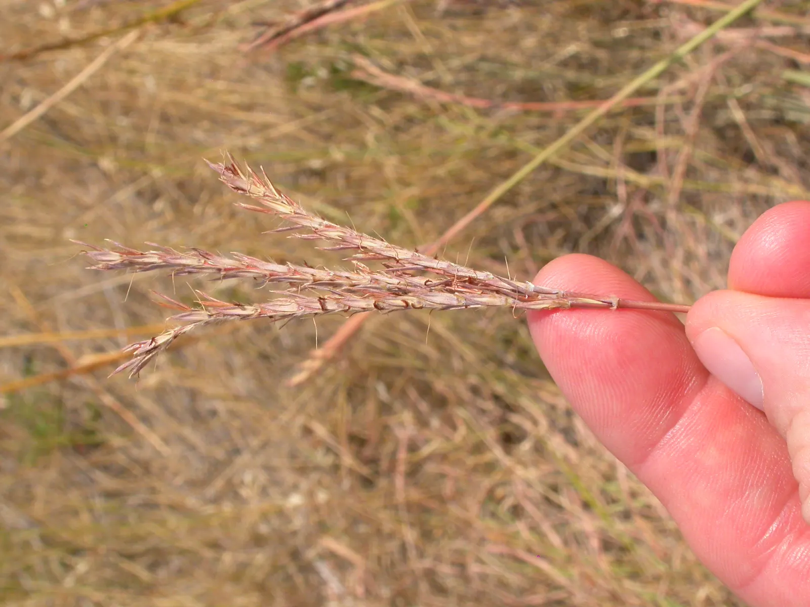 Big Bluestem (Andropogon Gerardii) — named for their resemblance to a bird's foot; green and red flowers in the garden
