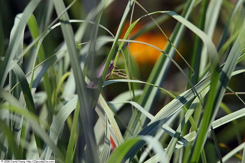 Big Bluestem (Andropogon Gerardii) — combined with its adaptability to a variety of soil conditions; its clumping growth habit can span 2 to 3 feet, image 69