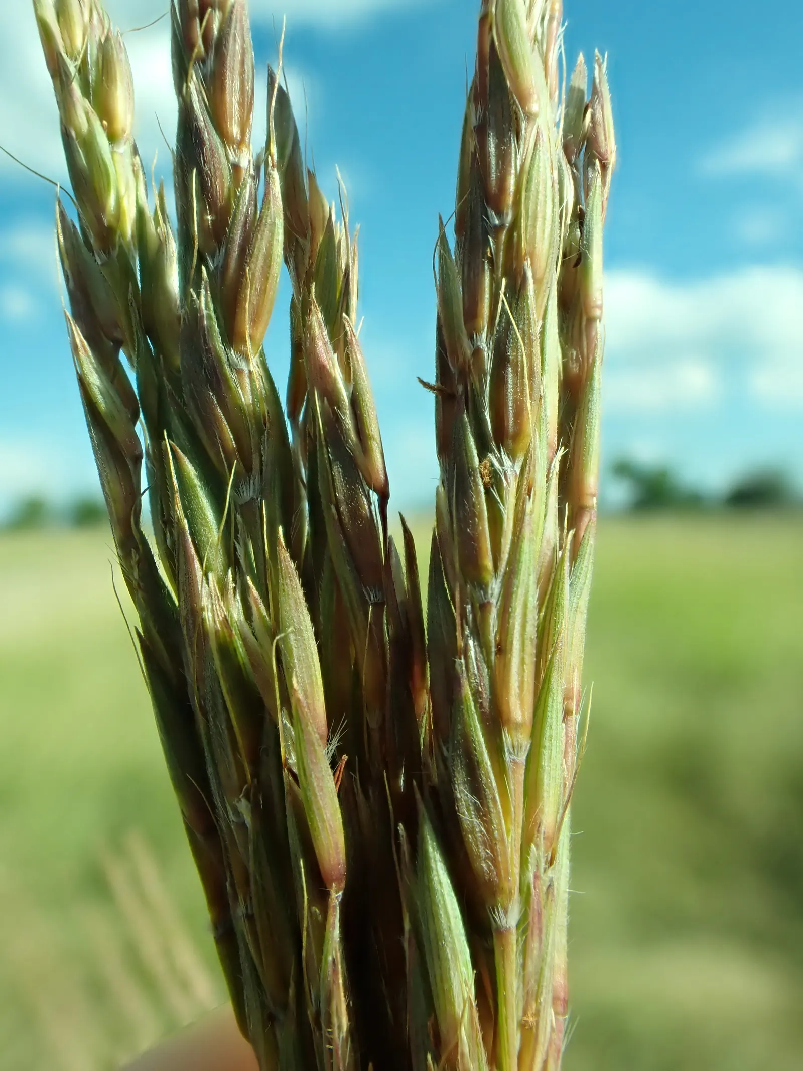 Big Bluestem (Andropogon Gerardii) — combined with its adaptability to a variety of soil conditions