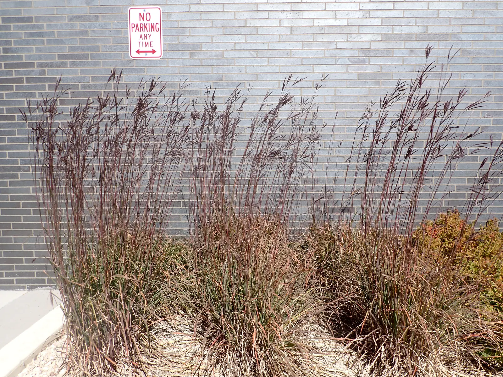 Big Bluestem (Andropogon Gerardii) — with exceptional specimens soaring up to 8 feet when conditions are favorable; minimal maintenance is needed, though