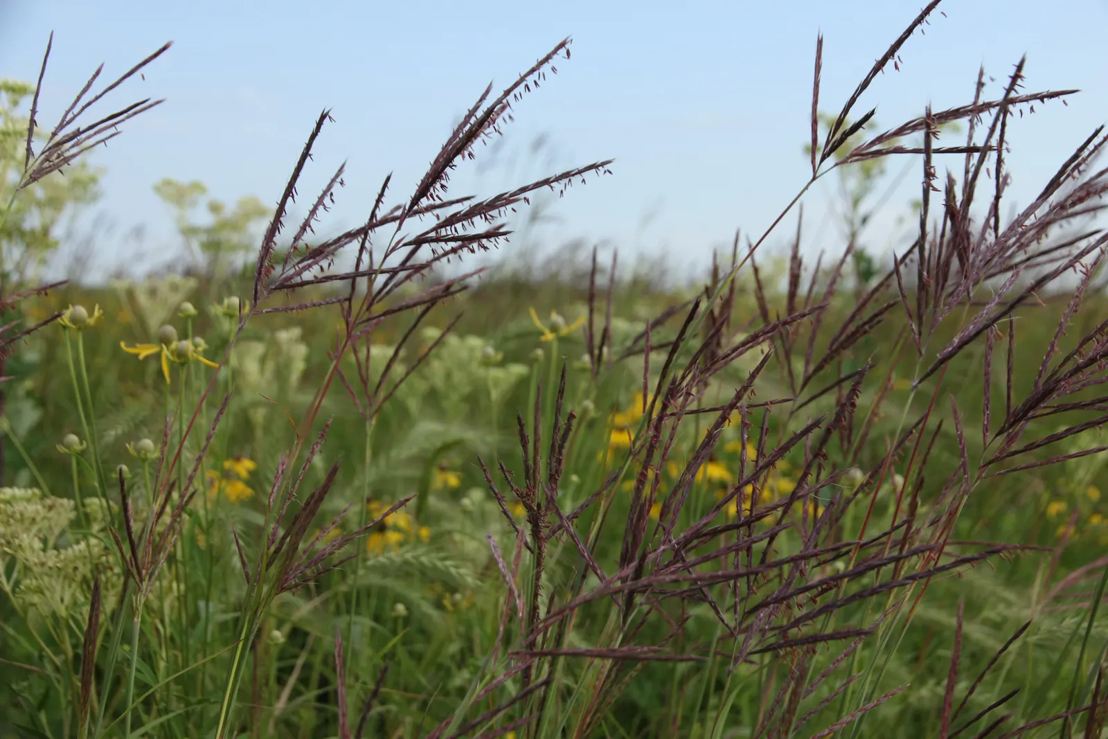 Big Bluestem (Andropogon Gerardii) — This robust species thrives in hardiness zones 3 to 9, making it well-suited for a wide range of landscapes; is a
