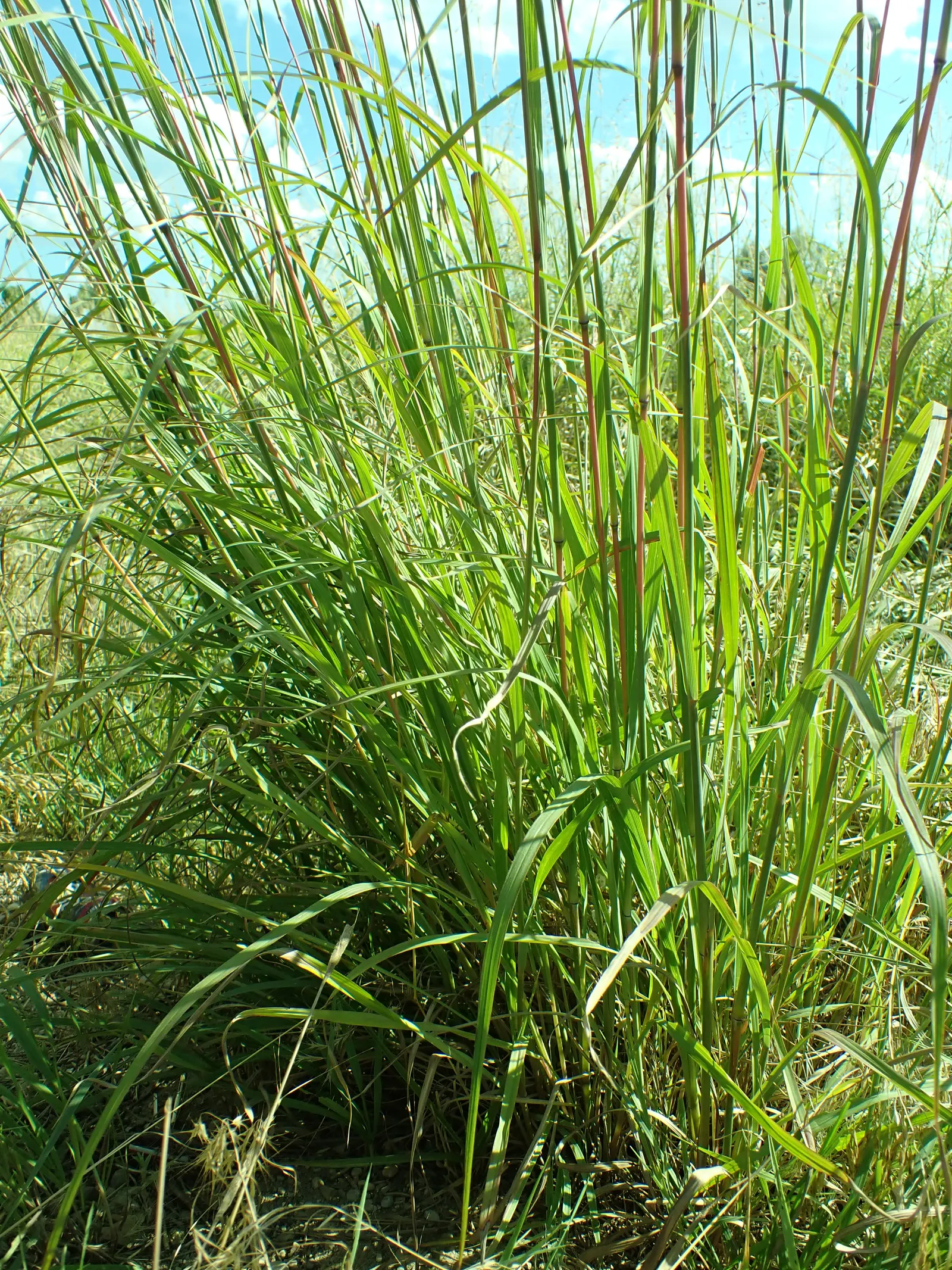 Big Bluestem (Andropogon Gerardii) — though it shows a preference for well-drained soil