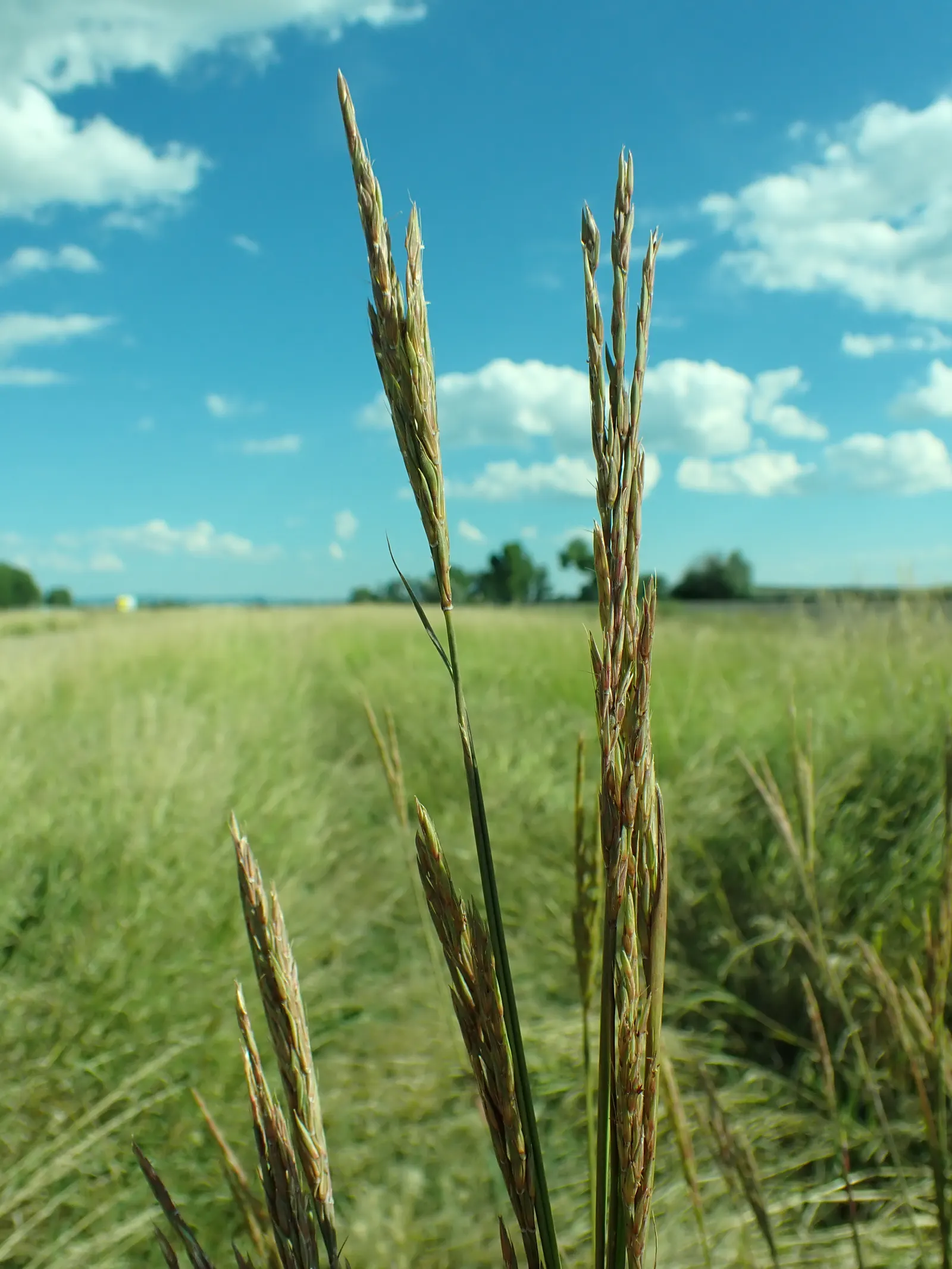 Big Bluestem (Andropogon Gerardii) — This hardy species thrives in full sun with deep roots adapting to a wide range of soils
