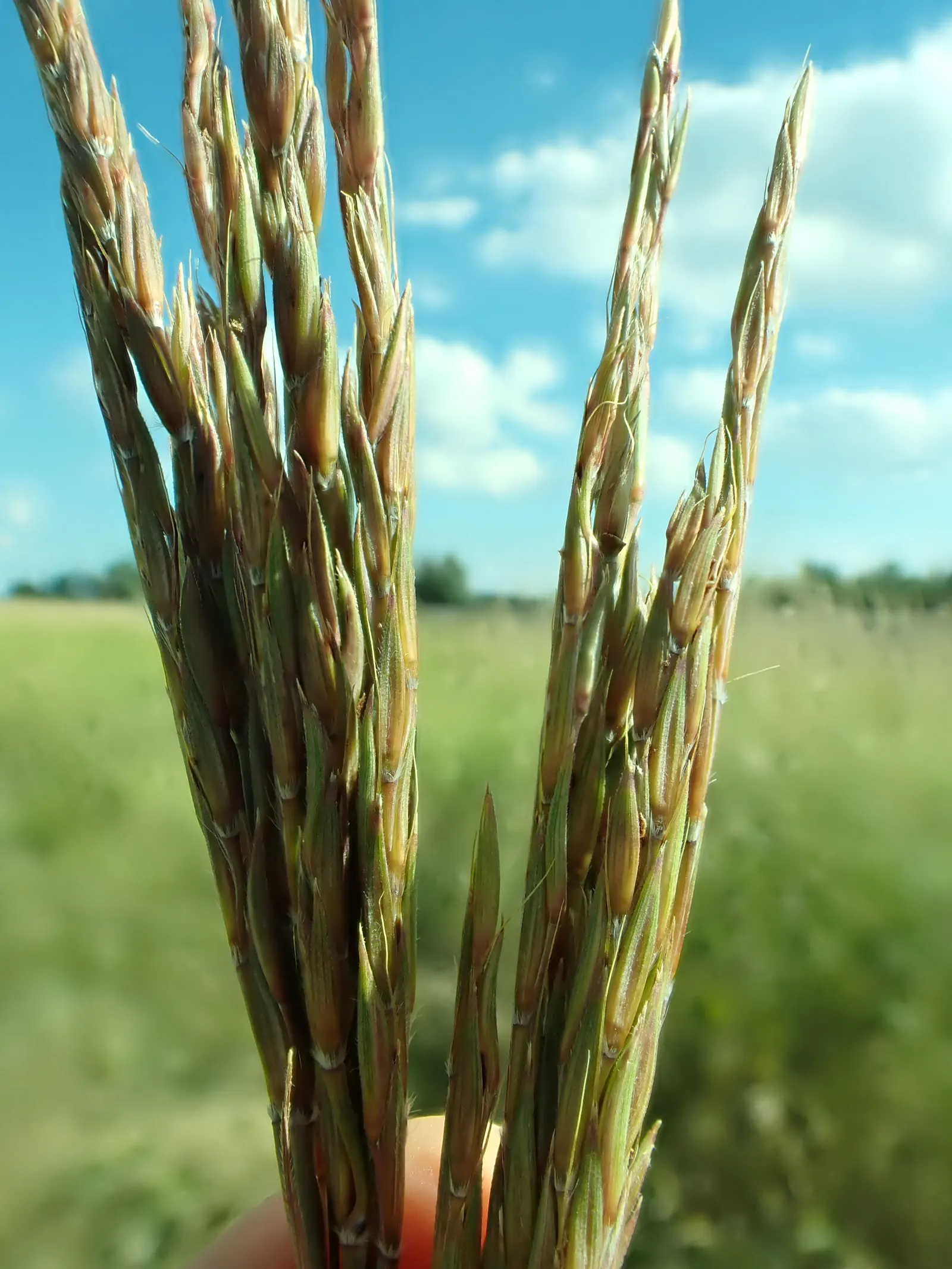 Big Bluestem (Andropogon Gerardii) — This hardy species thrives in full sun with deep roots adapting to a wide range of soils; grass / perennial, image 82