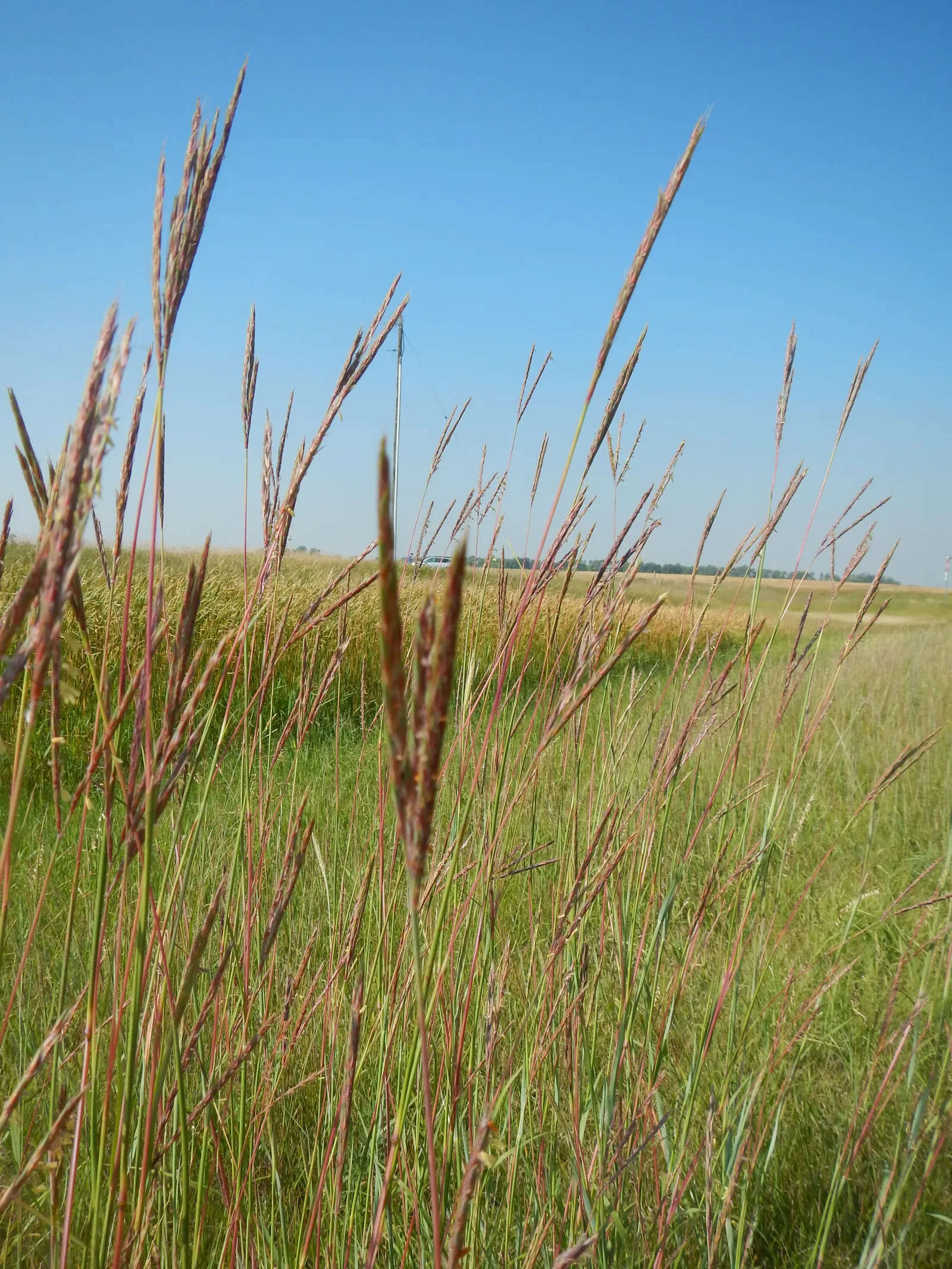 Big Bluestem (Andropogon Gerardii) — and bronze tones in the fall; it typically reaches 4 to 6 feet, image 65