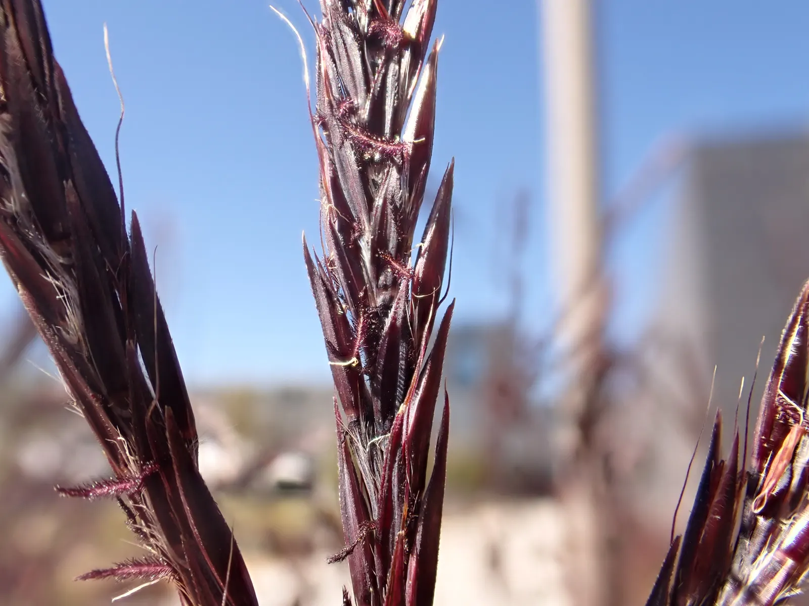 Big Bluestem (Andropogon Gerardii) — it offers excellent erosion control and is a magnificent accent in mixed borders; and bronze tones in the fall, image 58