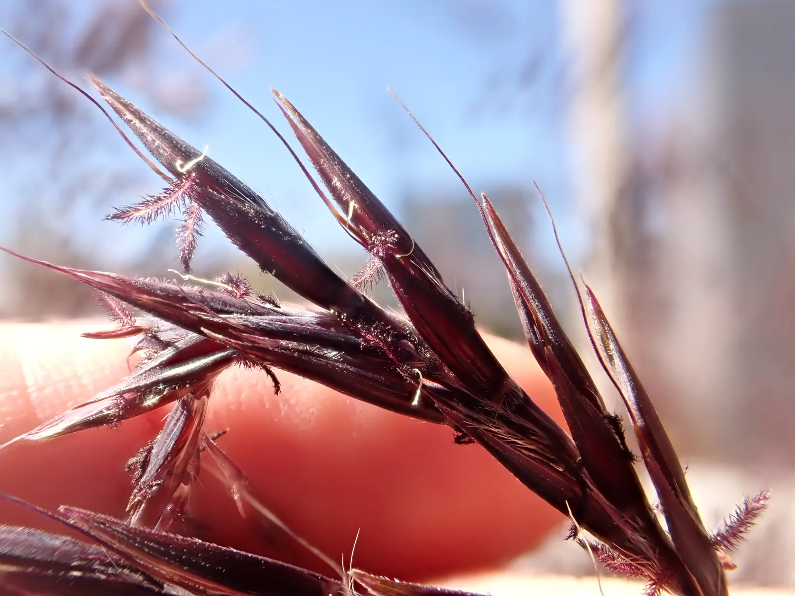 Big Bluestem (Andropogon Gerardii) — it showcases purplish flower spikes and bluish-green foliage which turns a striking reddish-bronze in fall, image 55