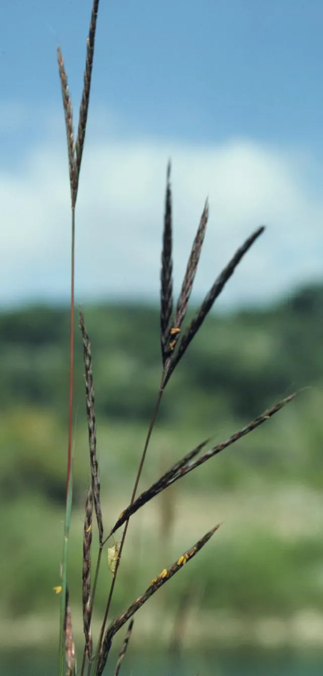 Big Bluestem (Andropogon Gerardii) — A quintessential North American prairie plant