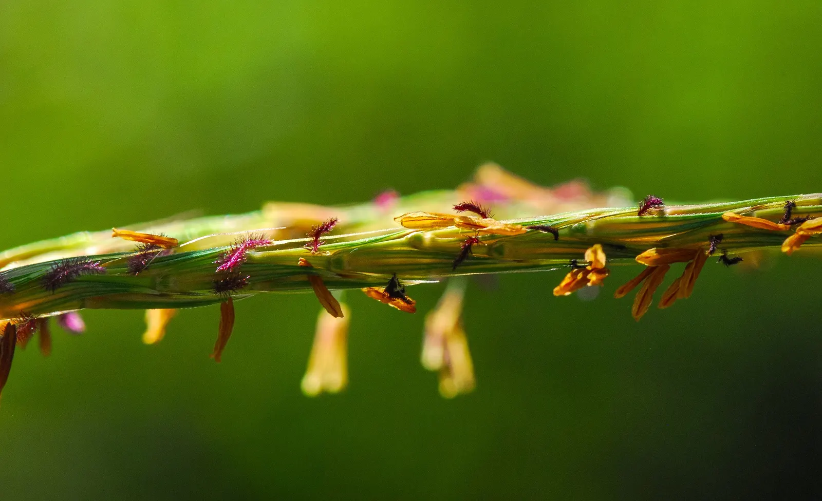 Big Bluestem (Andropogon Gerardii) — is a perennial grass indigenous to North America's tallgrass prairies