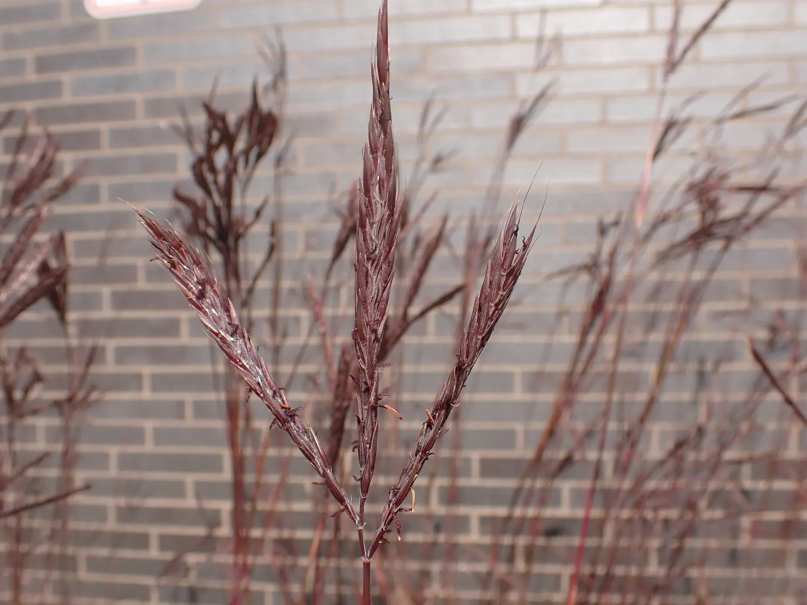 Big Bluestem (Andropogon Gerardii) — Ideal for naturalistic landscapes; it offers excellent erosion control and is a magnificent accent in mixed, image 57