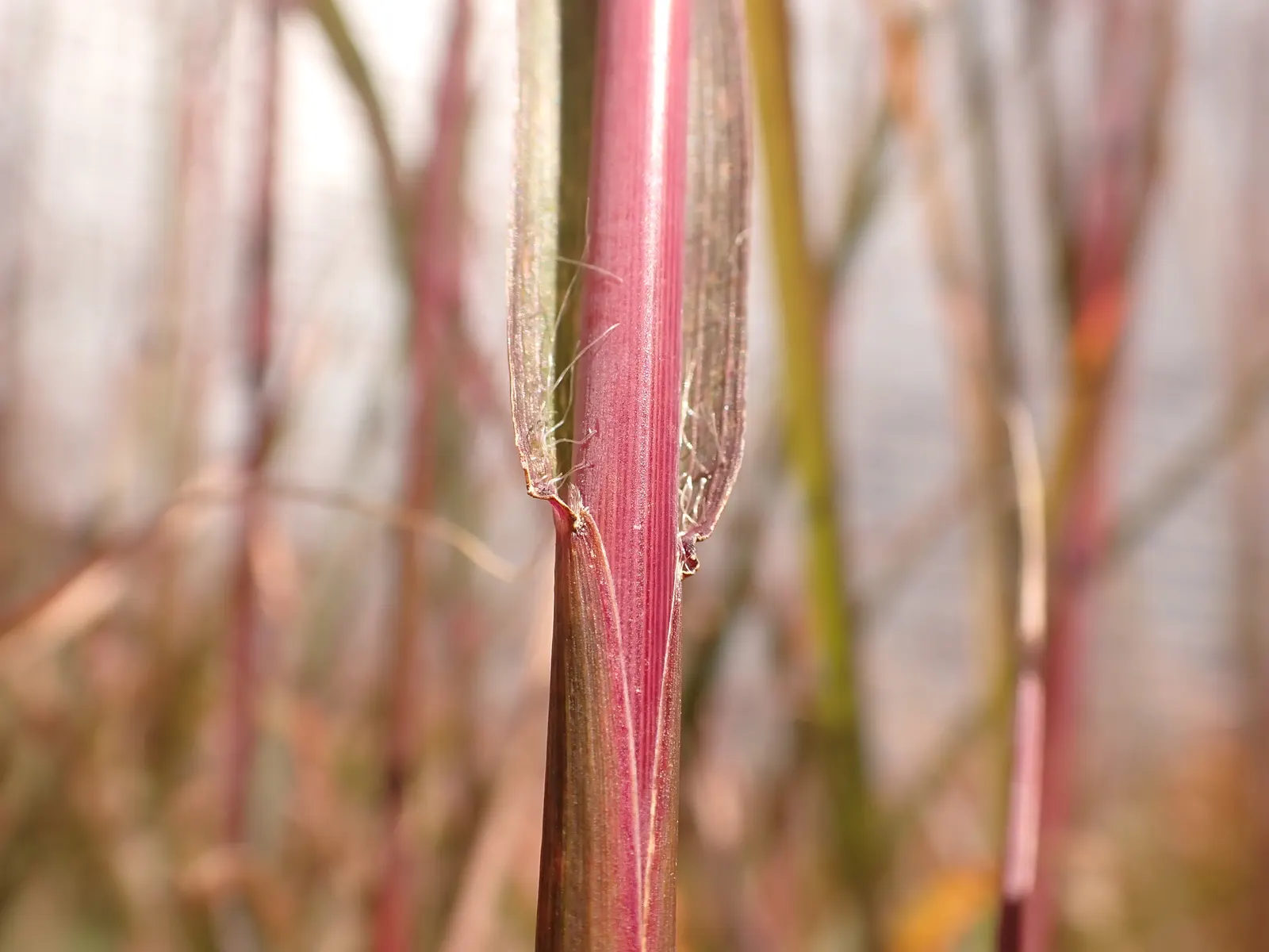 Big Bluestem (Andropogon Gerardii) — This robust species thrives in hardiness zones 3 to 9, making it well-suited for a wide range of landscapes, image 61