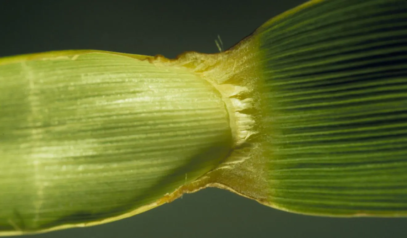 Big Bluestem (Andropogon Gerardii) — The distinct 'turkey foot' seed heads; combined with its adaptability to a variety of soil conditions, image 66