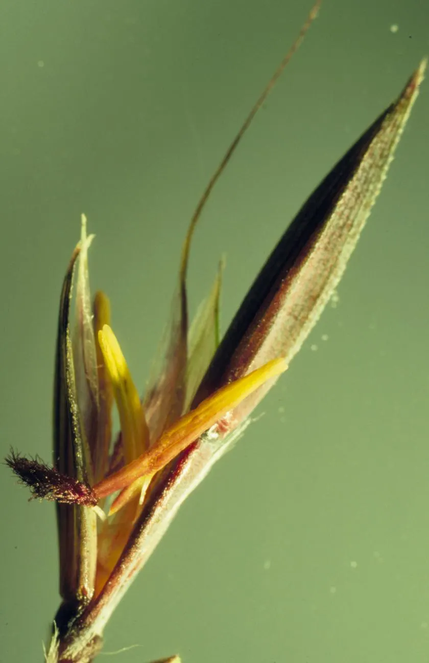 Big Bluestem (Andropogon Gerardii) — it showcases purplish flower spikes and bluish-green foliage which turns a striking reddish-bronze in fall; make it a