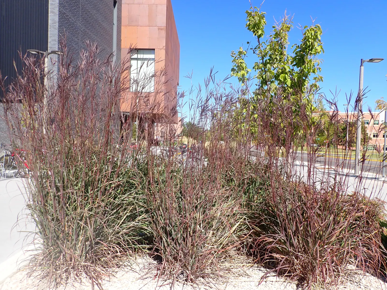 Big Bluestem (Andropogon Gerardii) — The distinct 'turkey foot' seed heads; combined with its adaptability to a variety of soil conditions