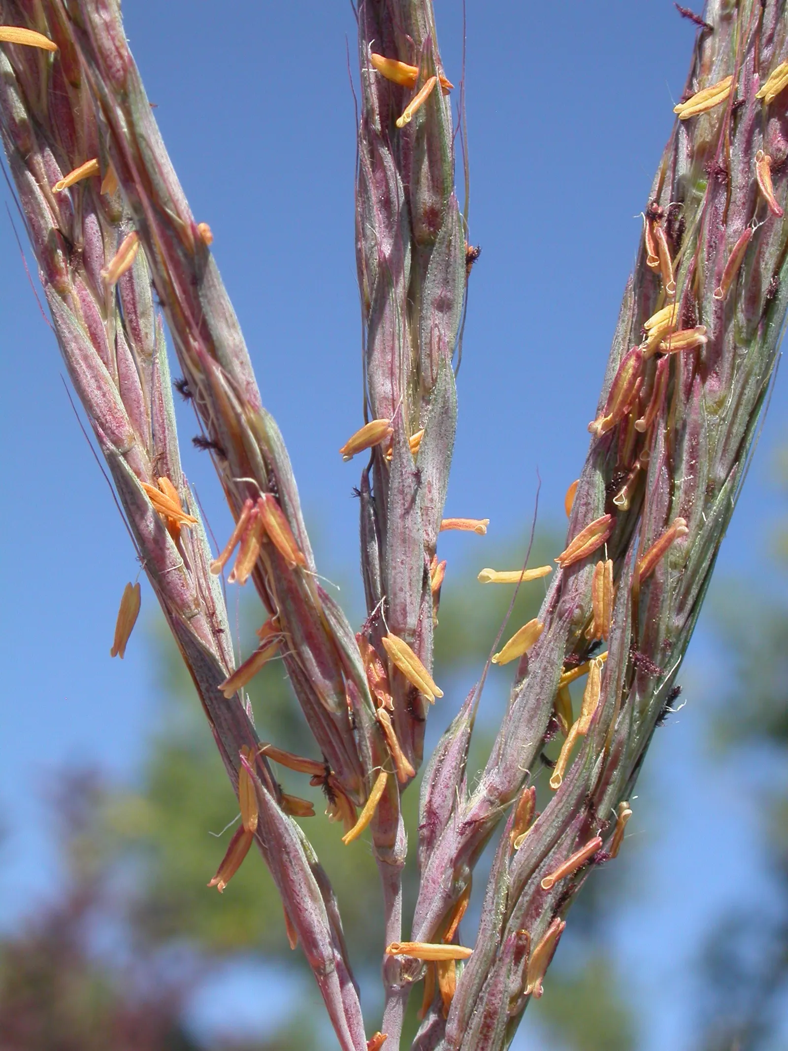 Big Bluestem (Andropogon Gerardii) — Big Bluestem requires full sun exposure and can tolerate both dry and moist environments
