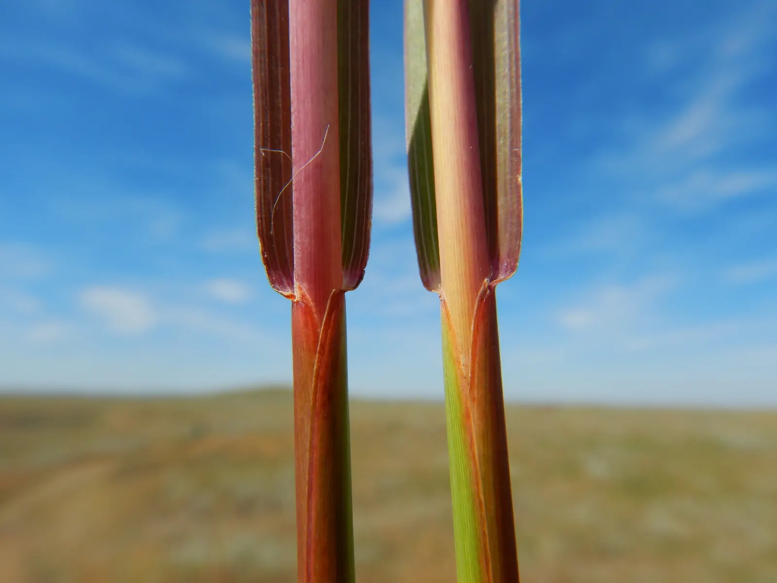 Big Bluestem (Andropogon Gerardii) — This hardy species thrives in full sun with deep roots adapting to a wide range of soils; grass / perennial with green and