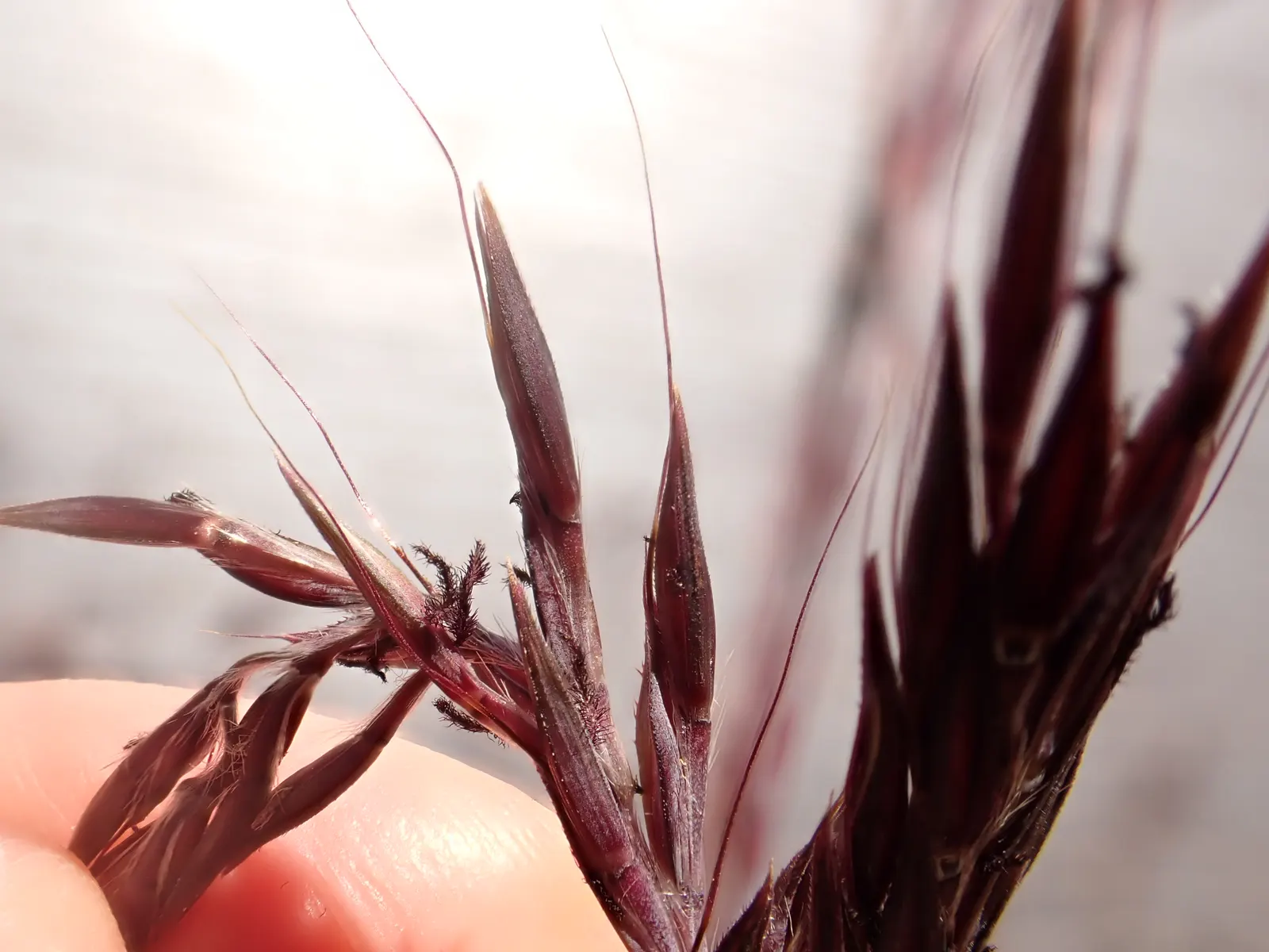 Big Bluestem (Andropogon Gerardii) — emerge in late summer and lend a unique texture and visual interest to the garden; ideal for naturalistic, image 68