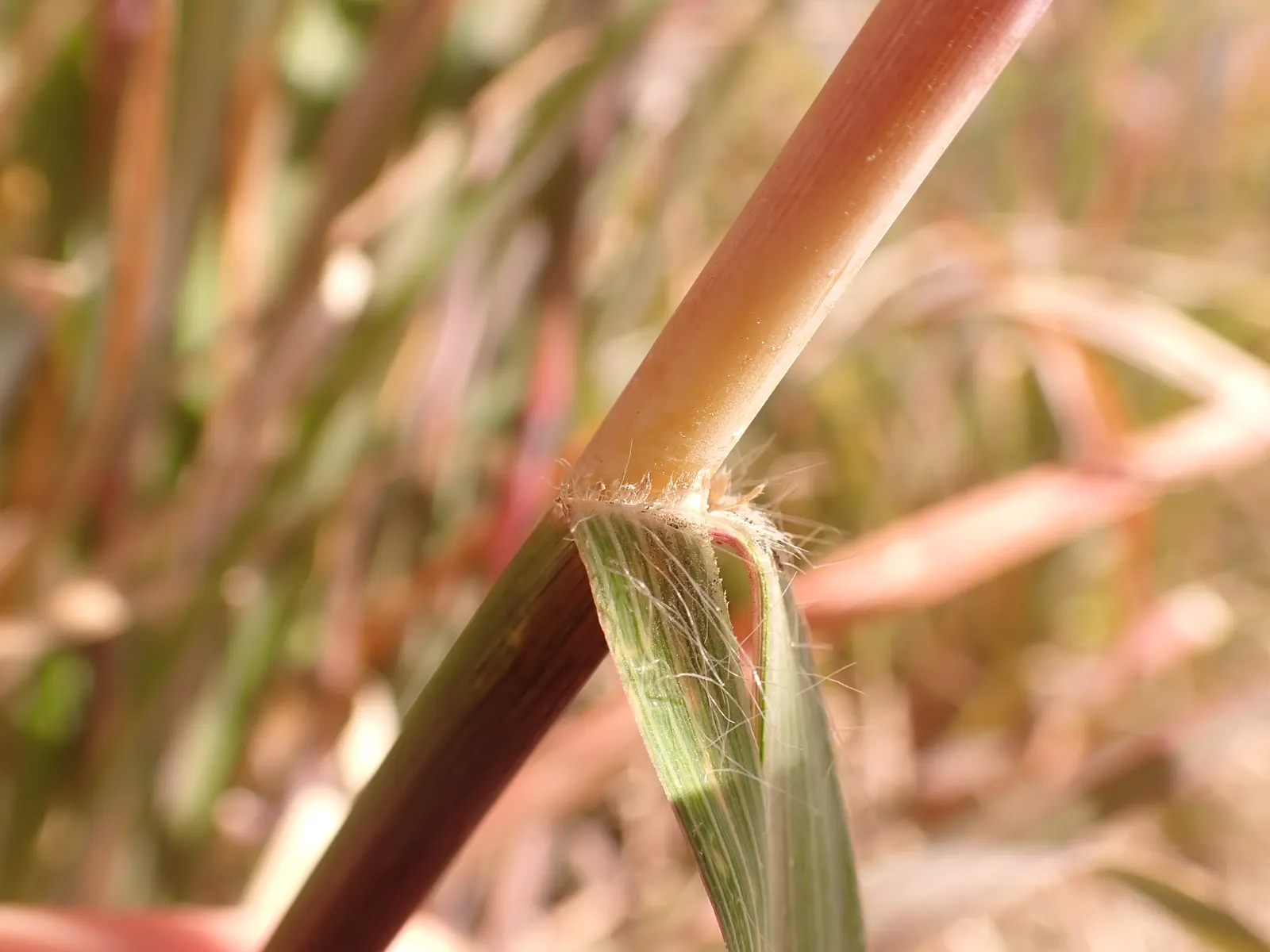 Big Bluestem (Andropogon Gerardii) — grass / perennial for full; moreover, this grass boasts ecological benefits, attracting local wildlife and, image 78