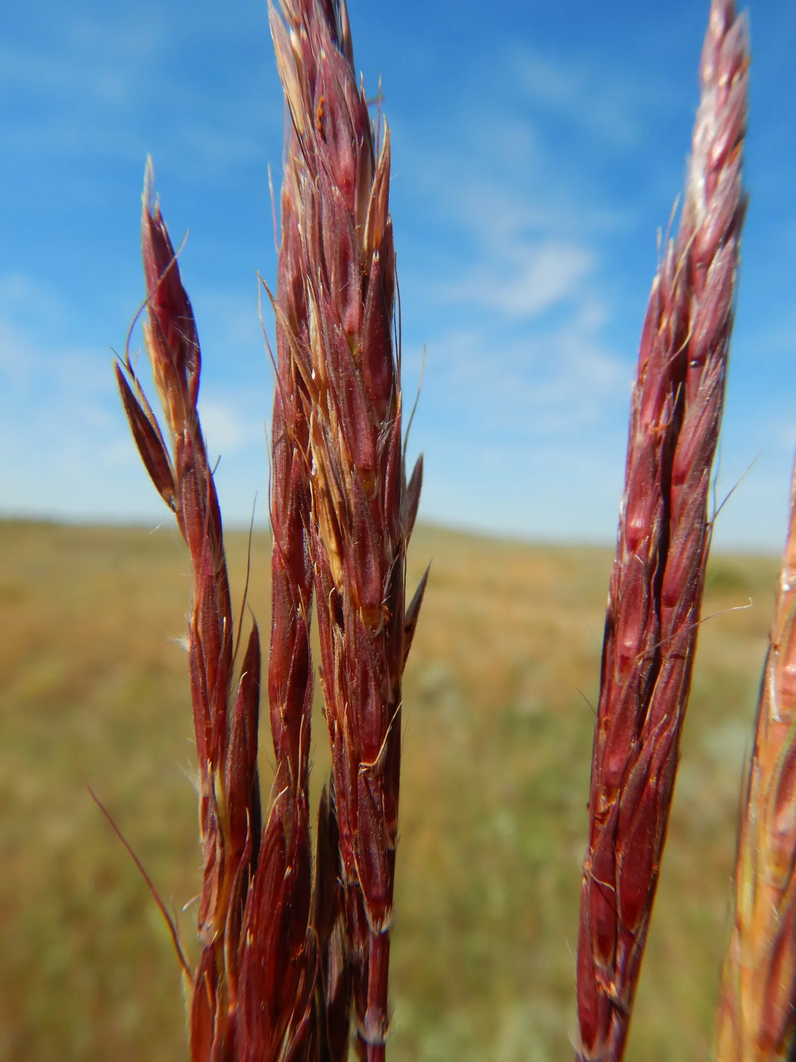 Big Bluestem (Andropogon Gerardii) — named for their resemblance to a bird's foot; green and red flowers in the garden, image 67