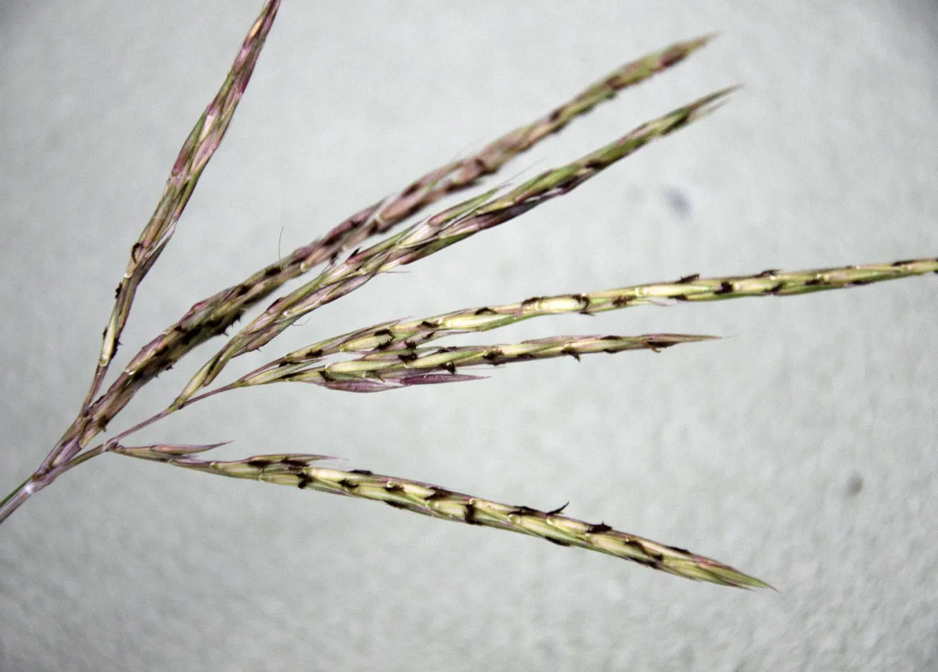 Big Bluestem (Andropogon Gerardii) — Big Bluestem (Andropogon gerardii) is a robust, perennial grass reaching 4-6 ft; this hardy species thrives in, image 53