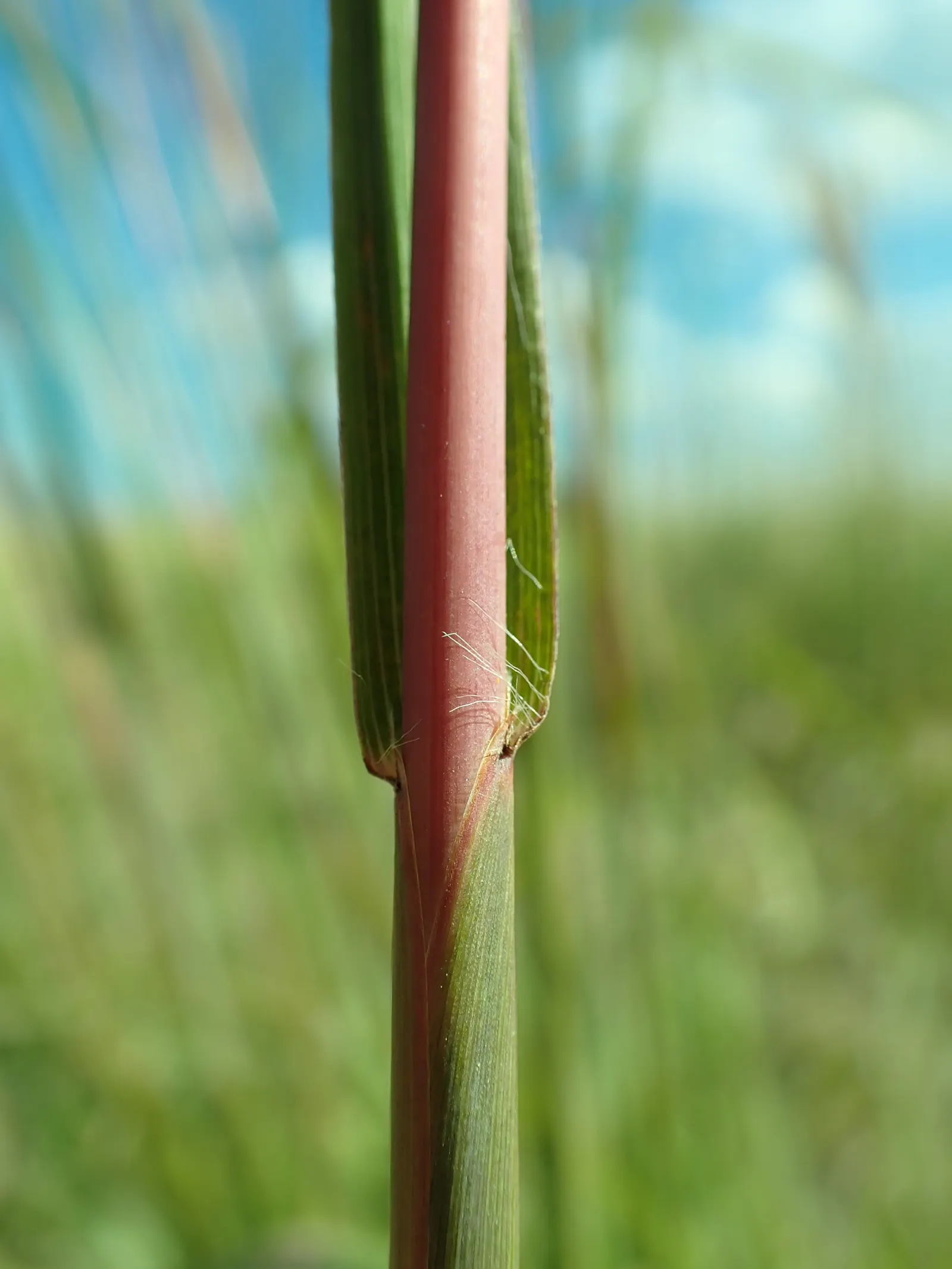 Big Bluestem (Andropogon Gerardii) — Moreover, this grass boasts ecological benefits, attracting local wildlife and supporting biodiversity.<br>