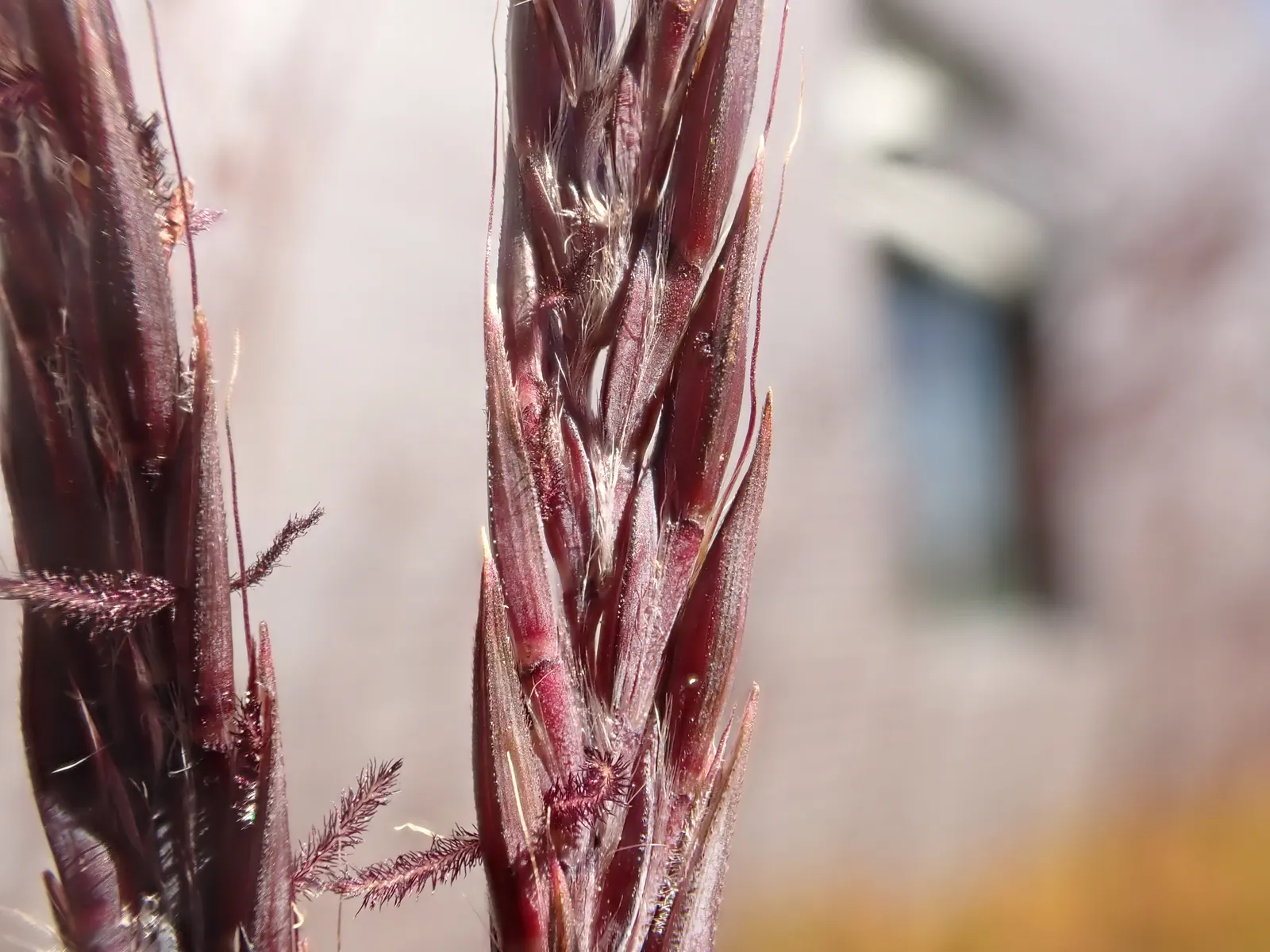 Big Bluestem (Andropogon Gerardii) — it offers excellent erosion control and is a magnificent accent in mixed borders; and bronze tones in the fall