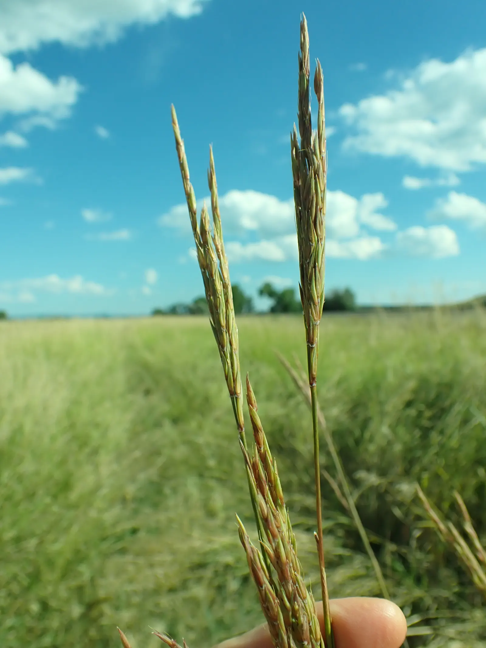 Big Bluestem (Andropogon Gerardii) — This robust species thrives in hardiness zones 3 to 9, making it well-suited for a wide range of landscapes