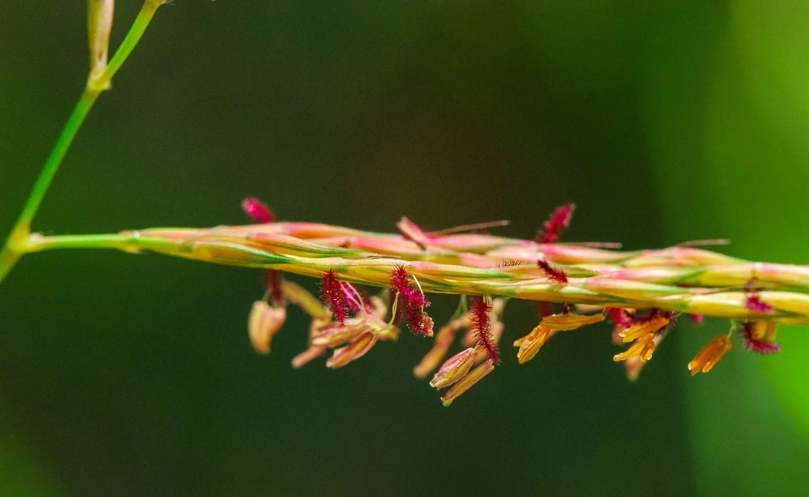 Big Bluestem (Andropogon Gerardii) — and bronze tones in the fall