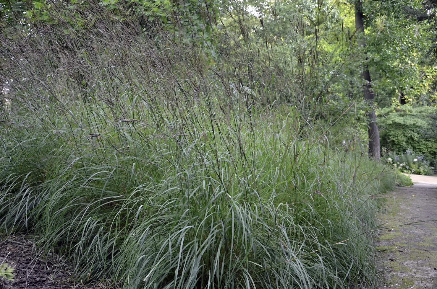 Big Bluestem (Andropogon Gerardii) — it typically reaches 4 to 6 feet; named for their resemblance to a bird's foot, image 62