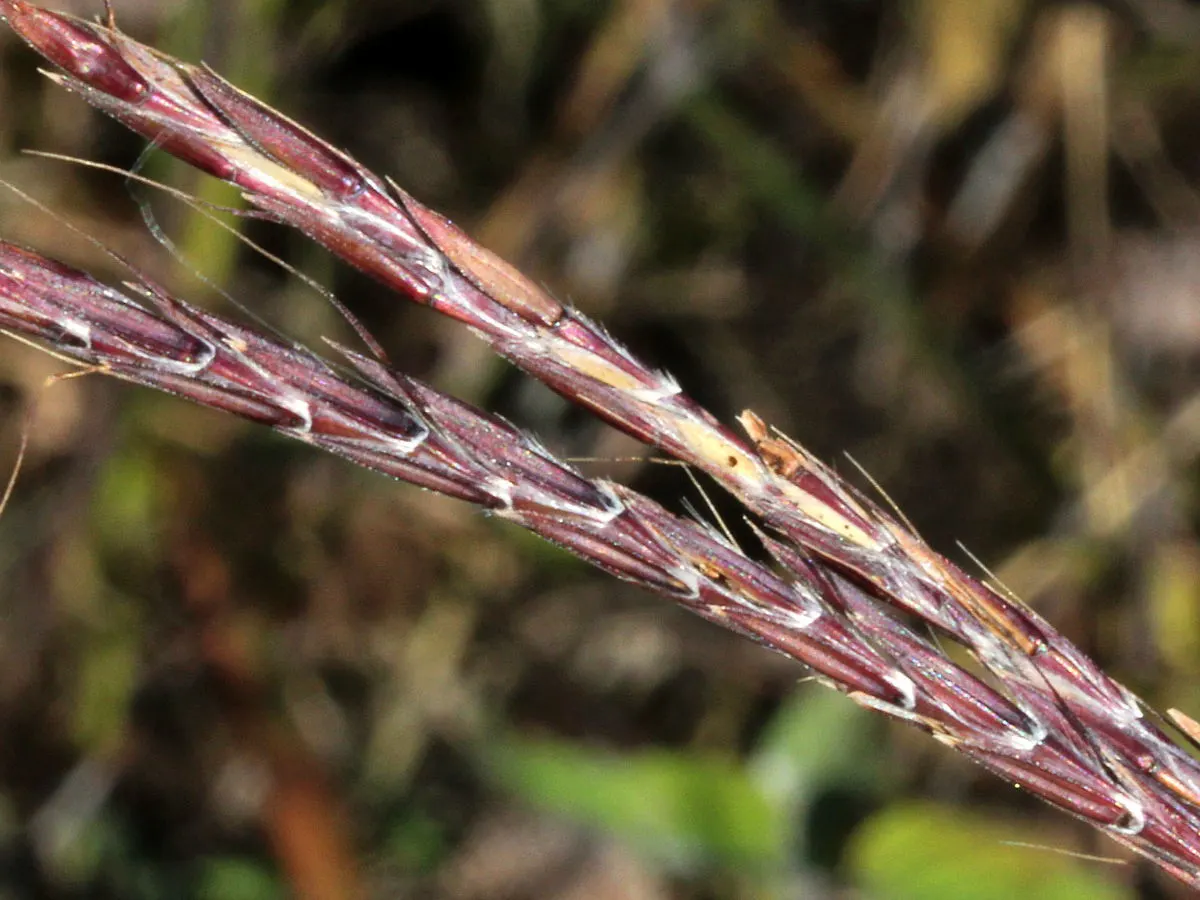 Big Bluestem (Andropogon Gerardii) — Moreover, this grass boasts ecological benefits, attracting local wildlife and supporting biodiversity.<br>; a
