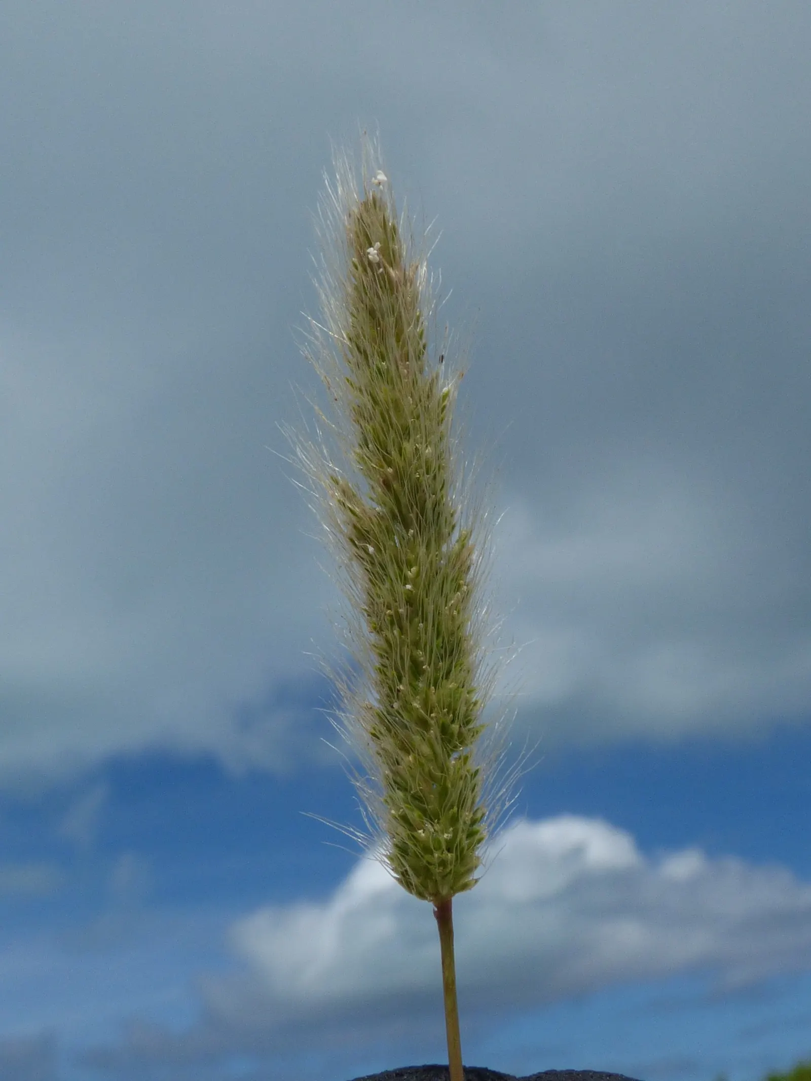 Big Bluestem (Andropogon Gerardii) — This hardy species thrives in full sun with deep roots adapting to a wide range of soils; grass / perennial, image 56