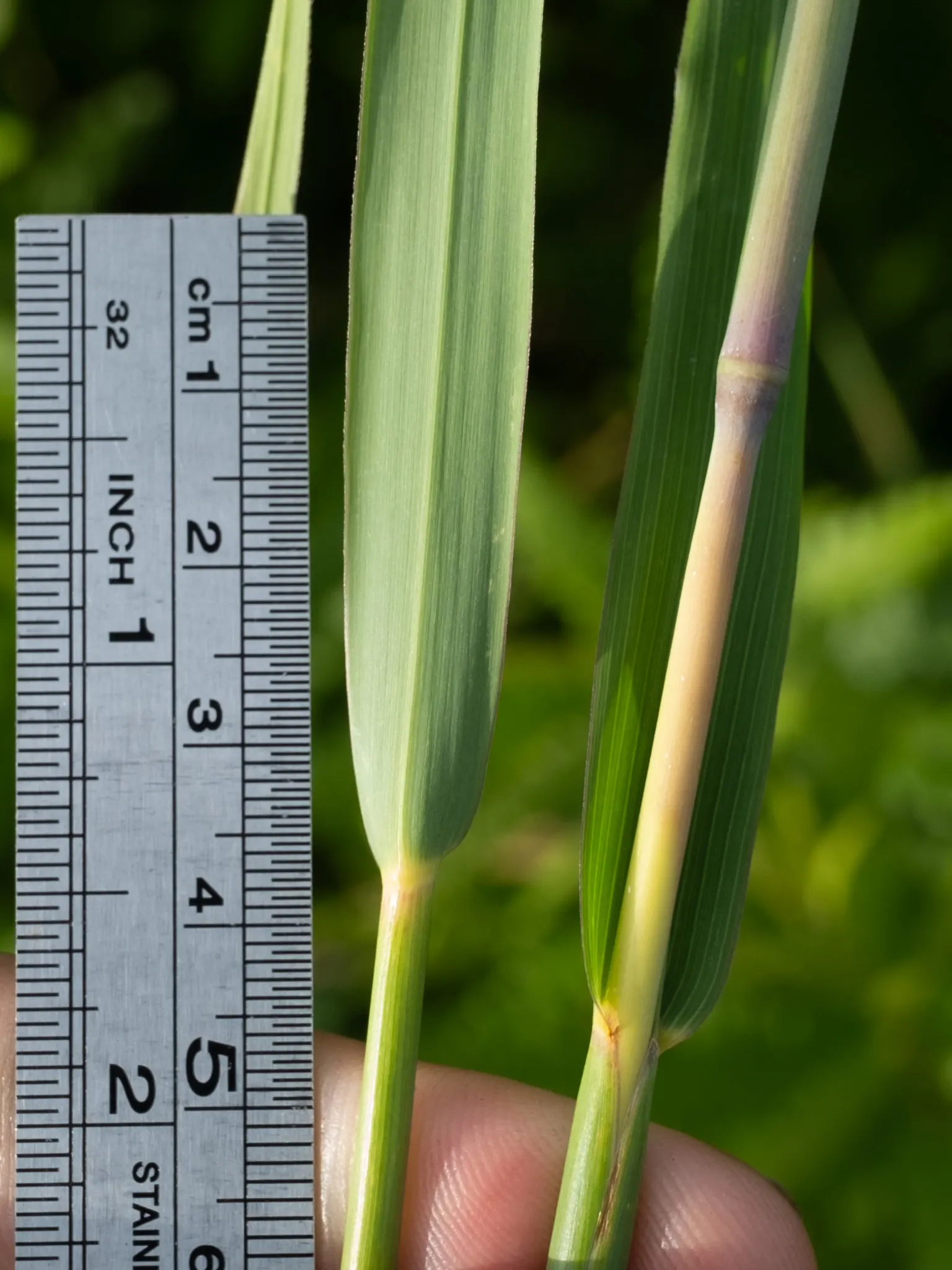 Big Bluestem (Andropogon Gerardii) — Its clumping growth habit can span 2 to 3 feet wide; it showcases purplish flower spikes and bluish-green foliage which