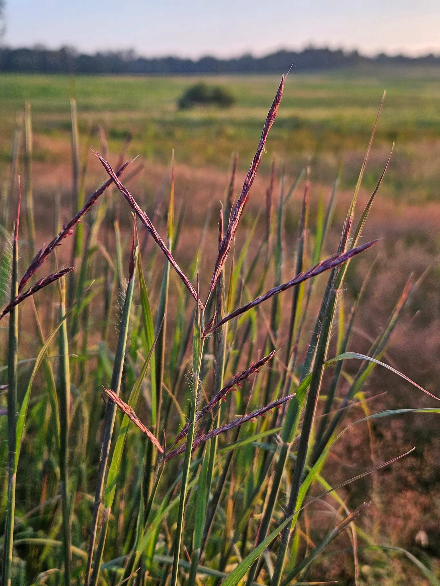 Big Bluestem (Andropogon Gerardii) — grass / perennial with green and red blooms