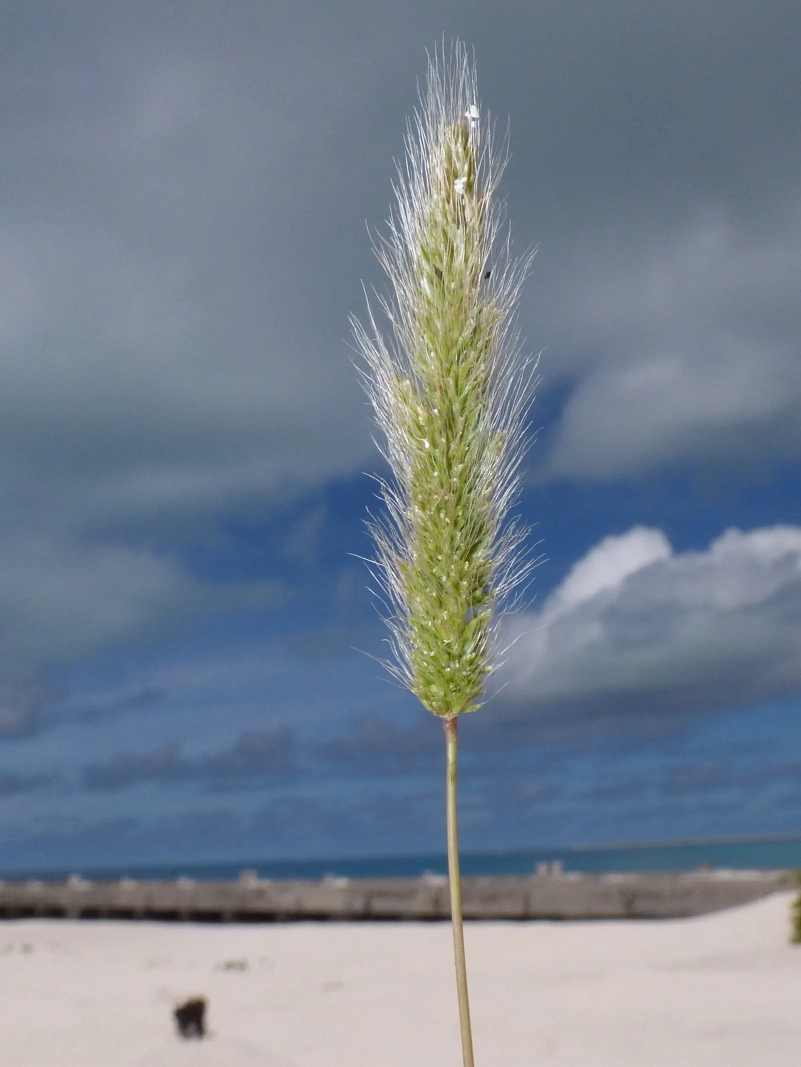 Big Bluestem (Andropogon Gerardii) — A quintessential North American prairie plant; with exceptional specimens soaring up to 8 feet when conditions, image 80