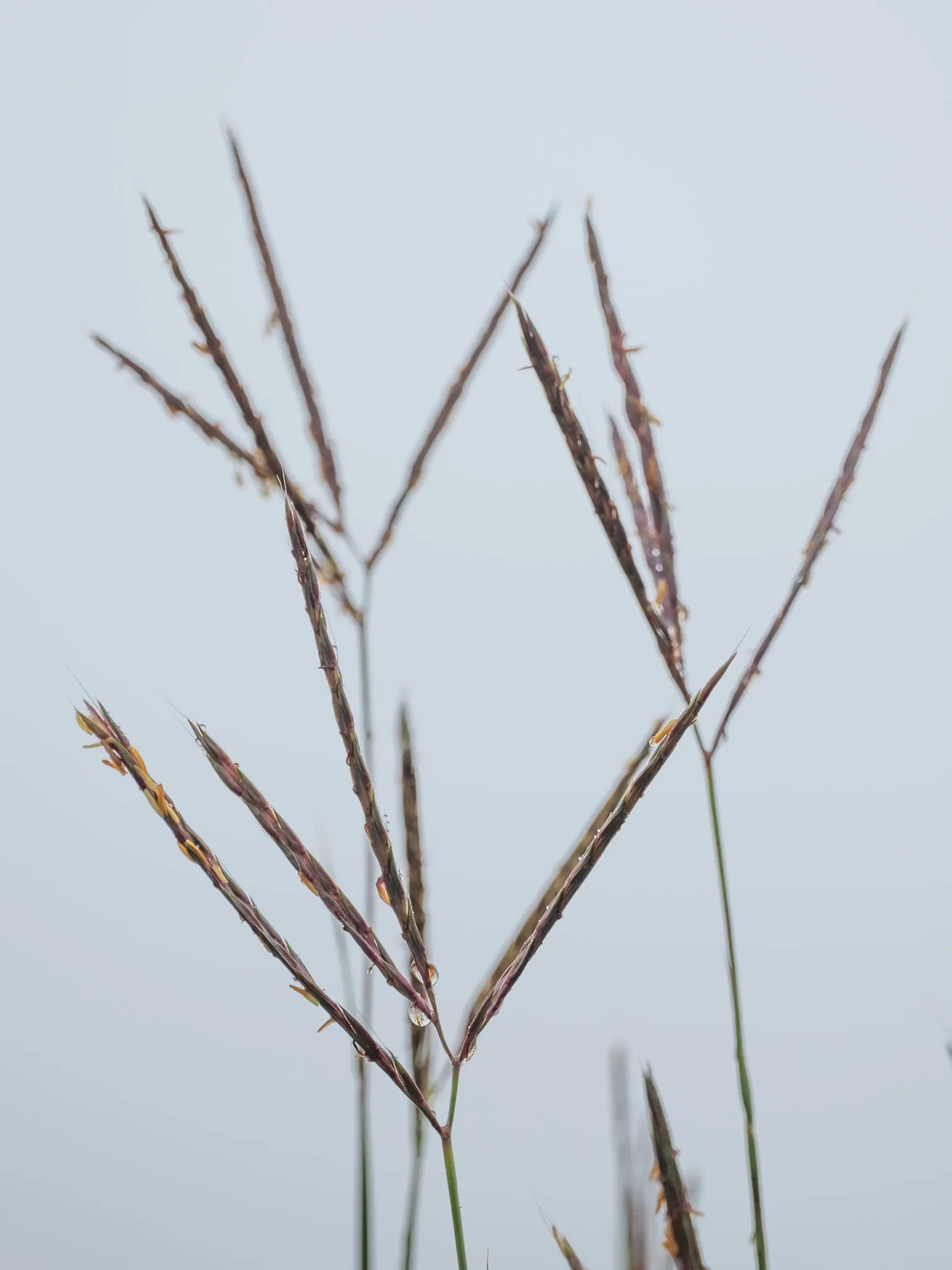 Big Bluestem (Andropogon Gerardii) — Its clumping growth habit can span 2 to 3 feet wide; it showcases purplish flower spikes and bluish-green, image 64