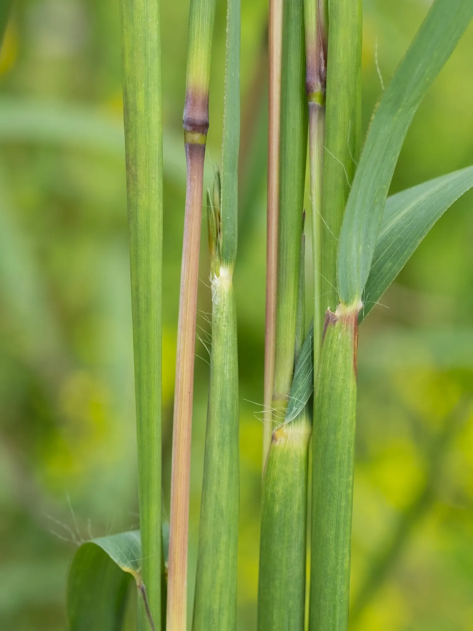 Big Bluestem (Andropogon Gerardii) — Minimal maintenance is needed, though occasional trimming can promote denser growth