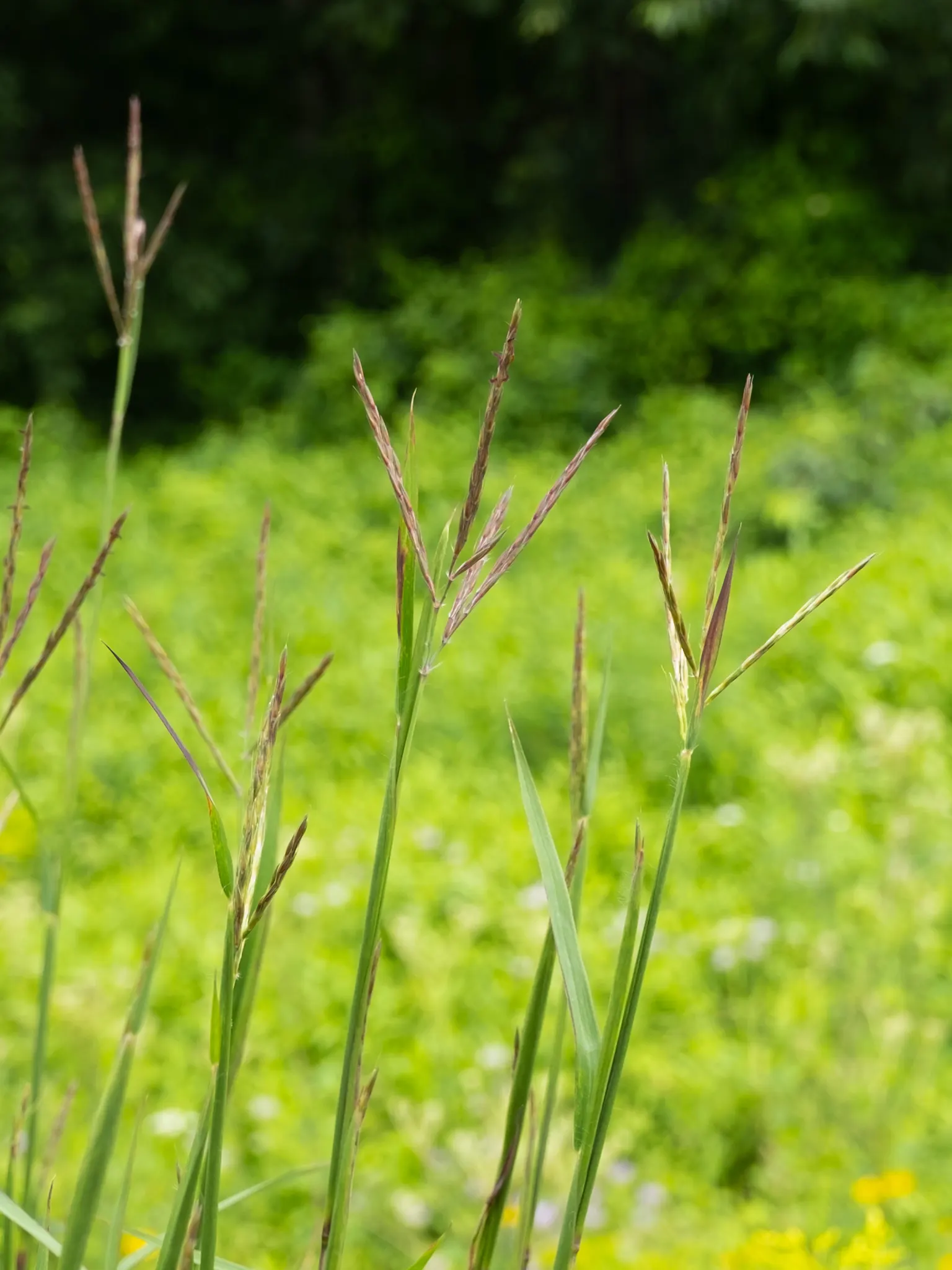 Big Bluestem (Andropogon Gerardii) — A quintessential North American prairie plant; with exceptional specimens soaring up to 8 feet when conditions, image 54