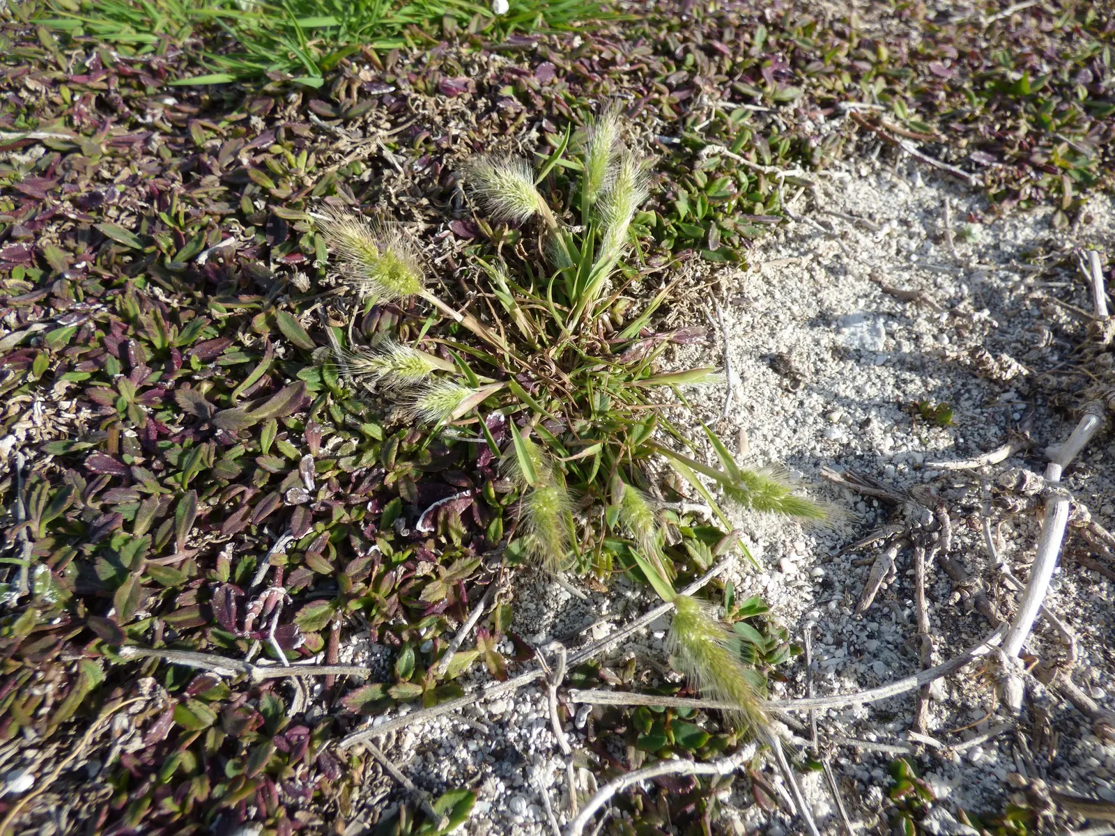 Big Bluestem (Andropogon Gerardii) — combined with its adaptability to a variety of soil conditions; its clumping growth habit can span 2 to 3 feet wide