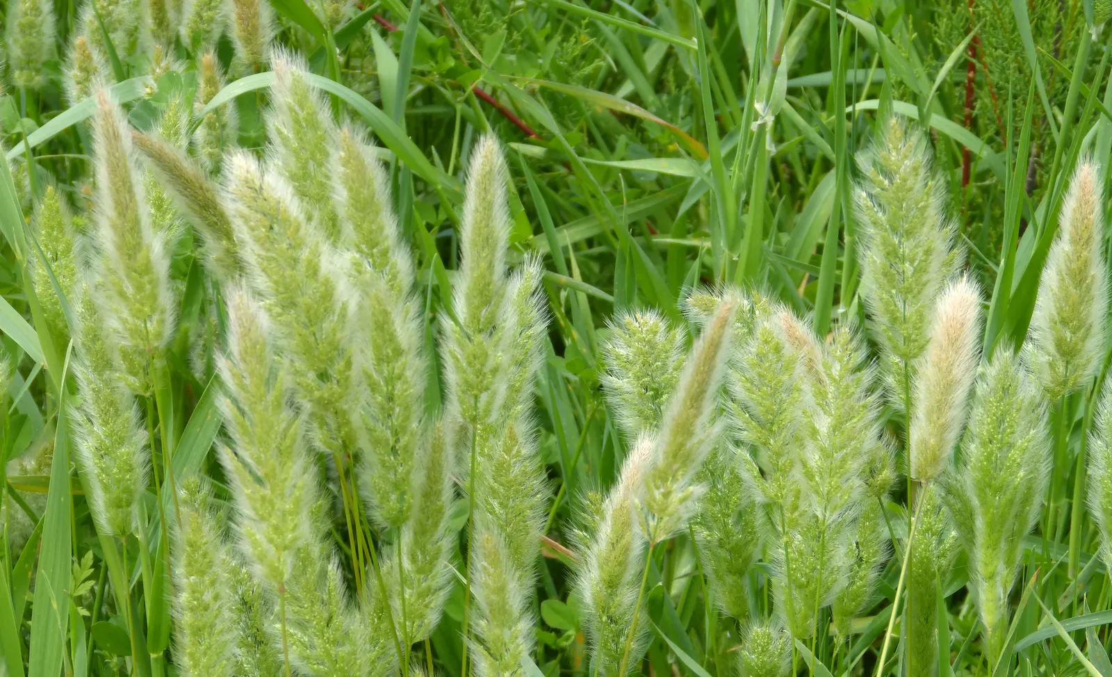Big Bluestem (Andropogon Gerardii) — Moreover, this grass boasts ecological benefits, attracting local wildlife and supporting biodiversity.<br>; a, image 75