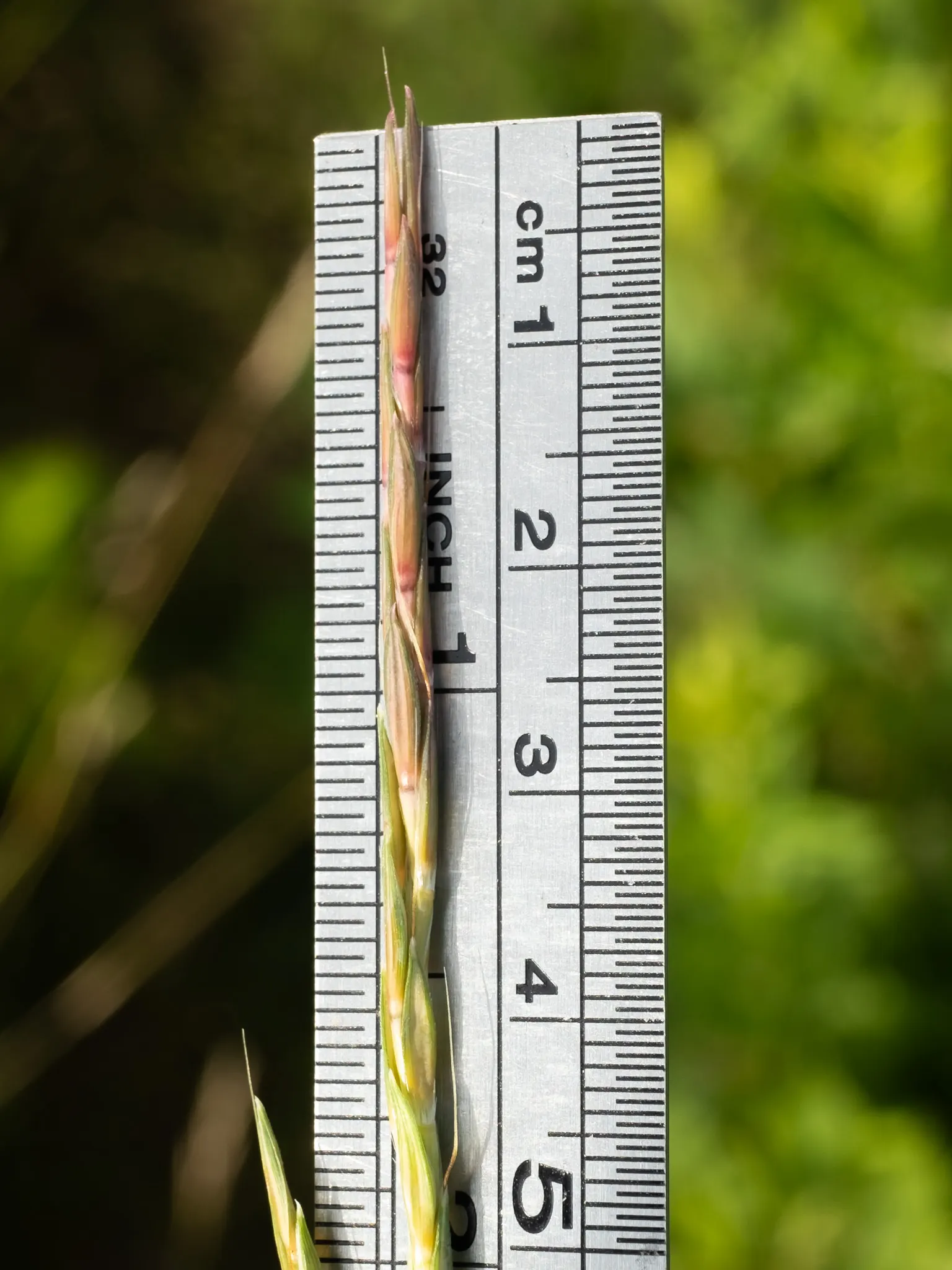 Big Bluestem (Andropogon Gerardii) — scientifically known as Andropogon gerardii